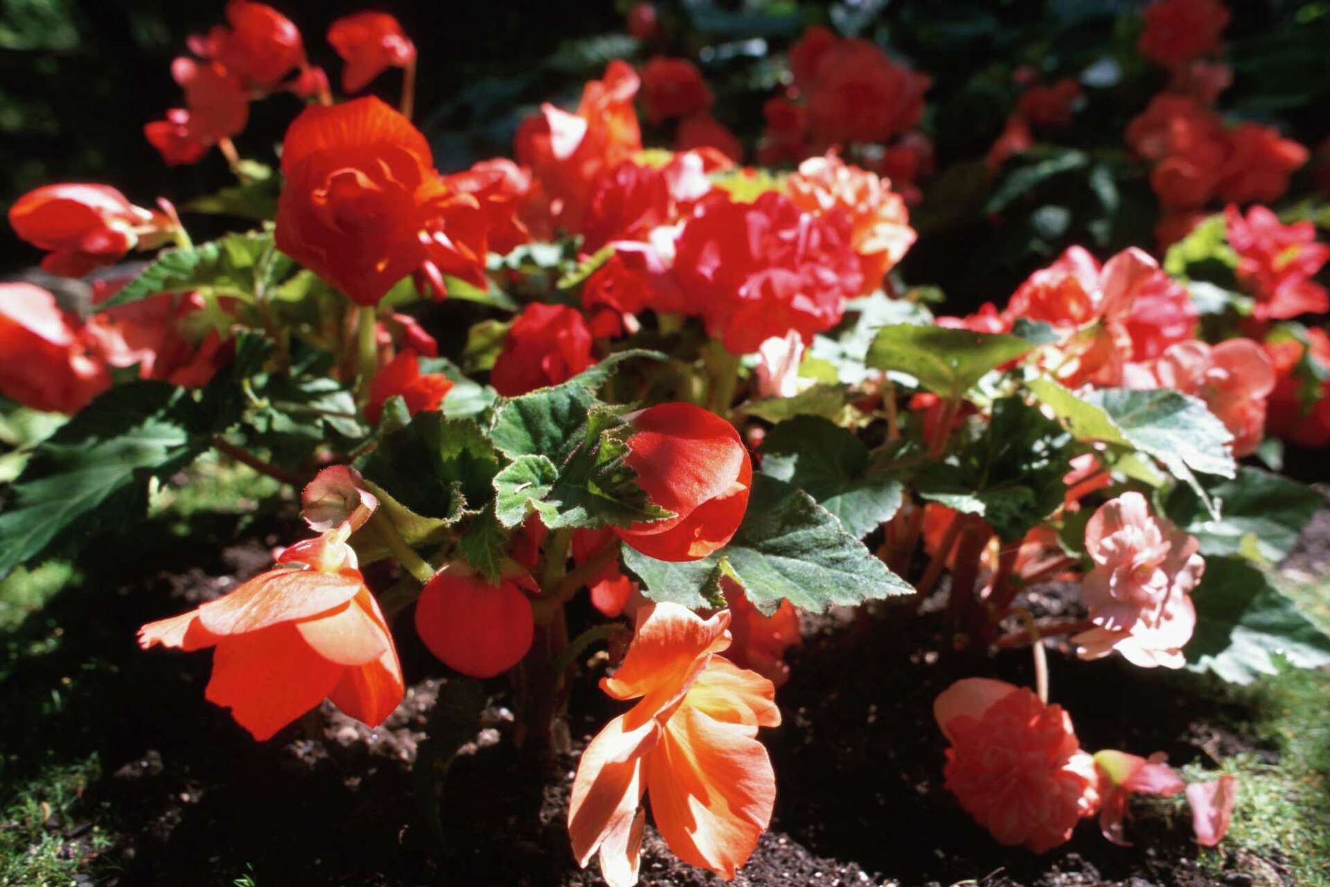 Deer-Resistant Begonias