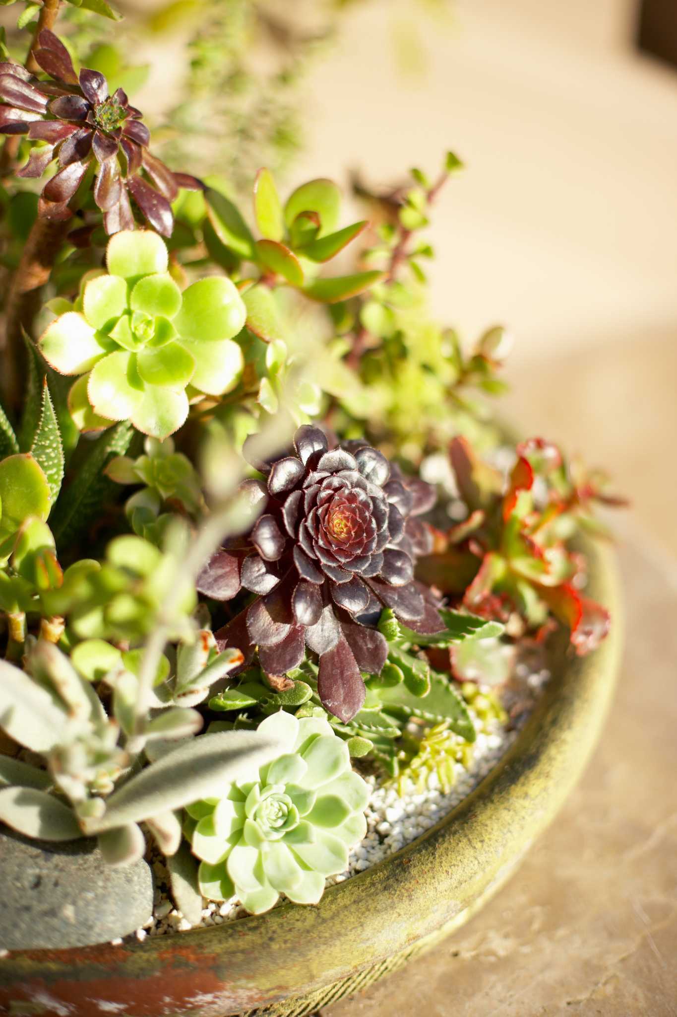 Leaves Are Falling Off on My Aeonium Zwartkop