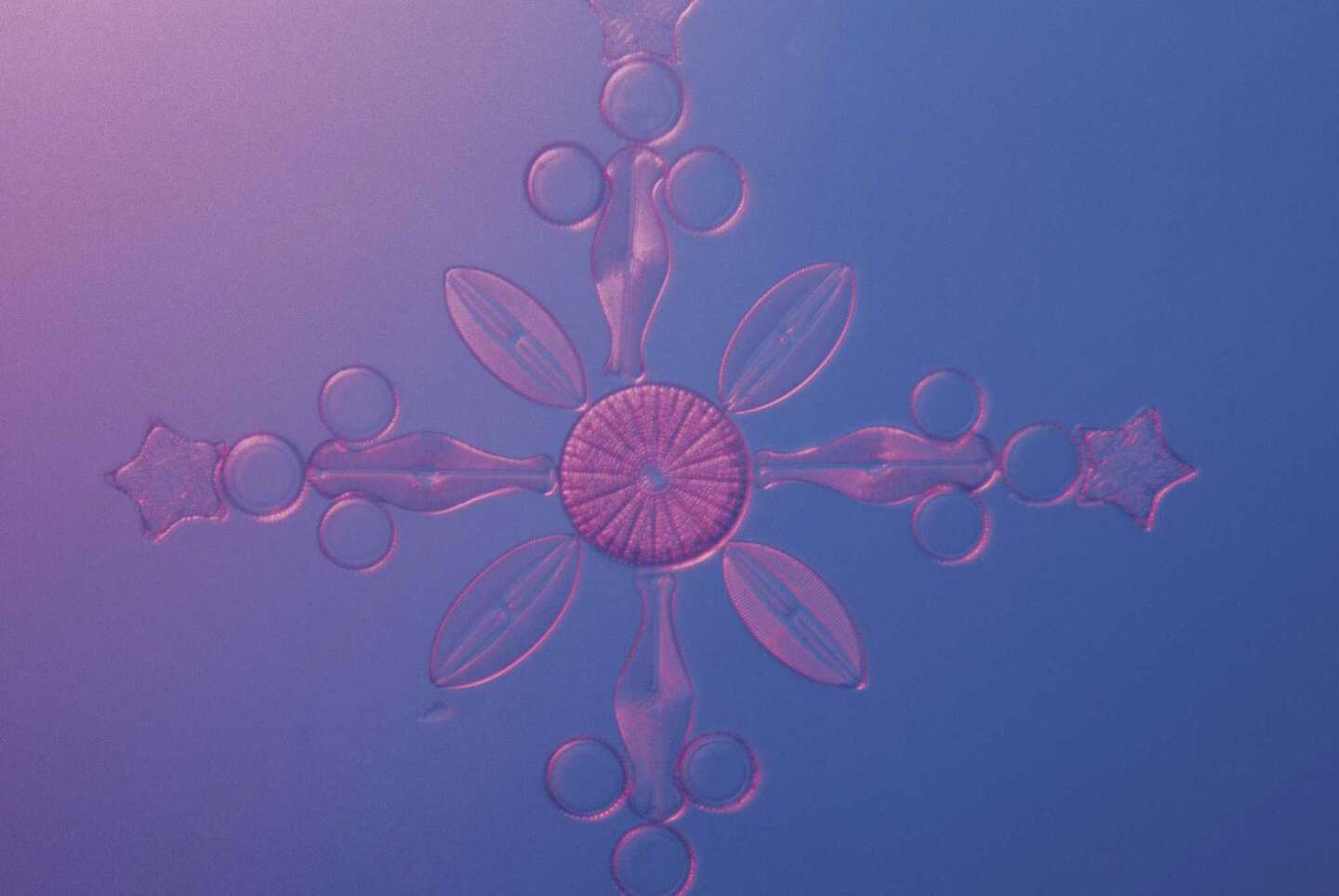 Does Diatomaceous Earth Kill Grubs?