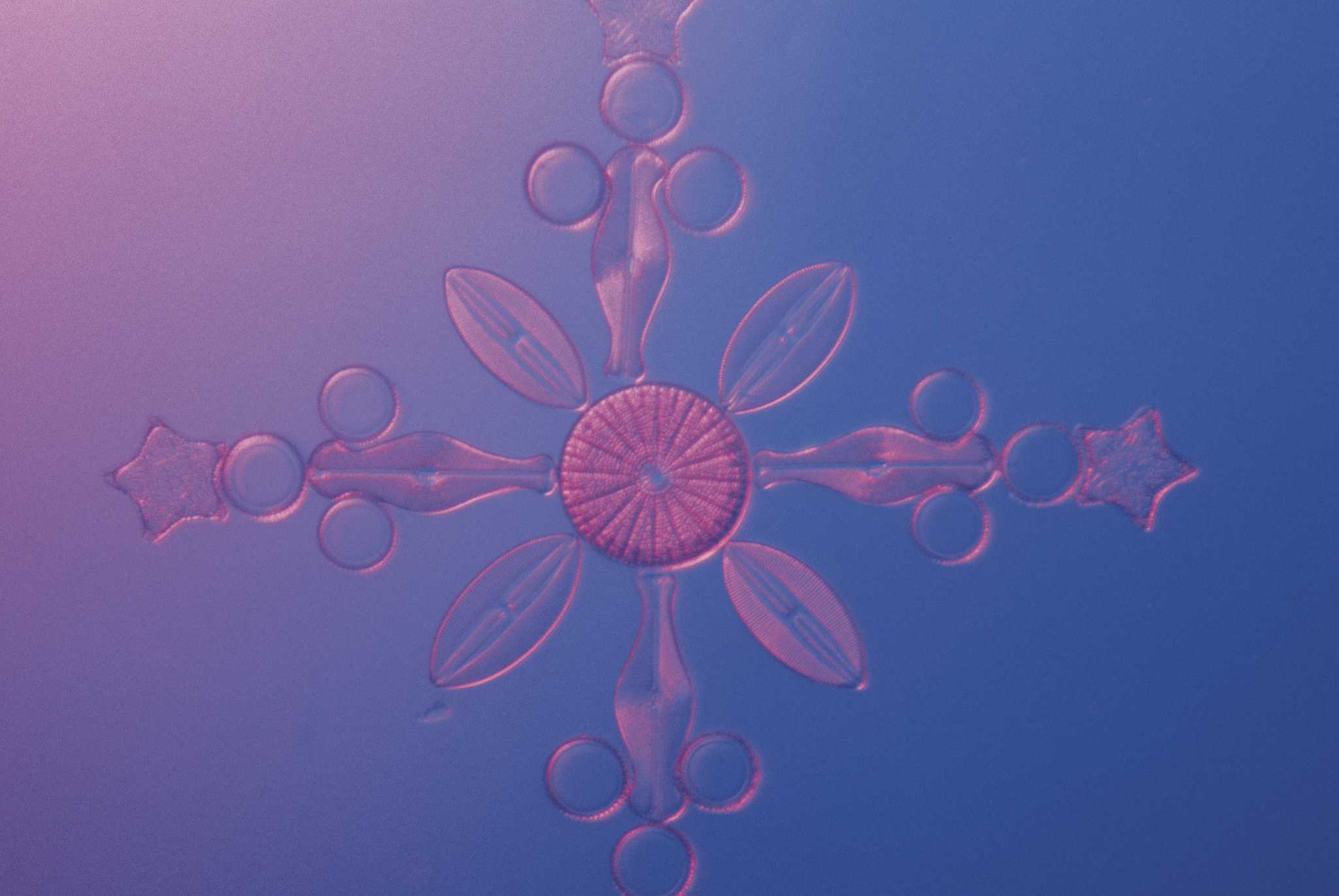 Does Diatomaceous Earth Kill Grubs?