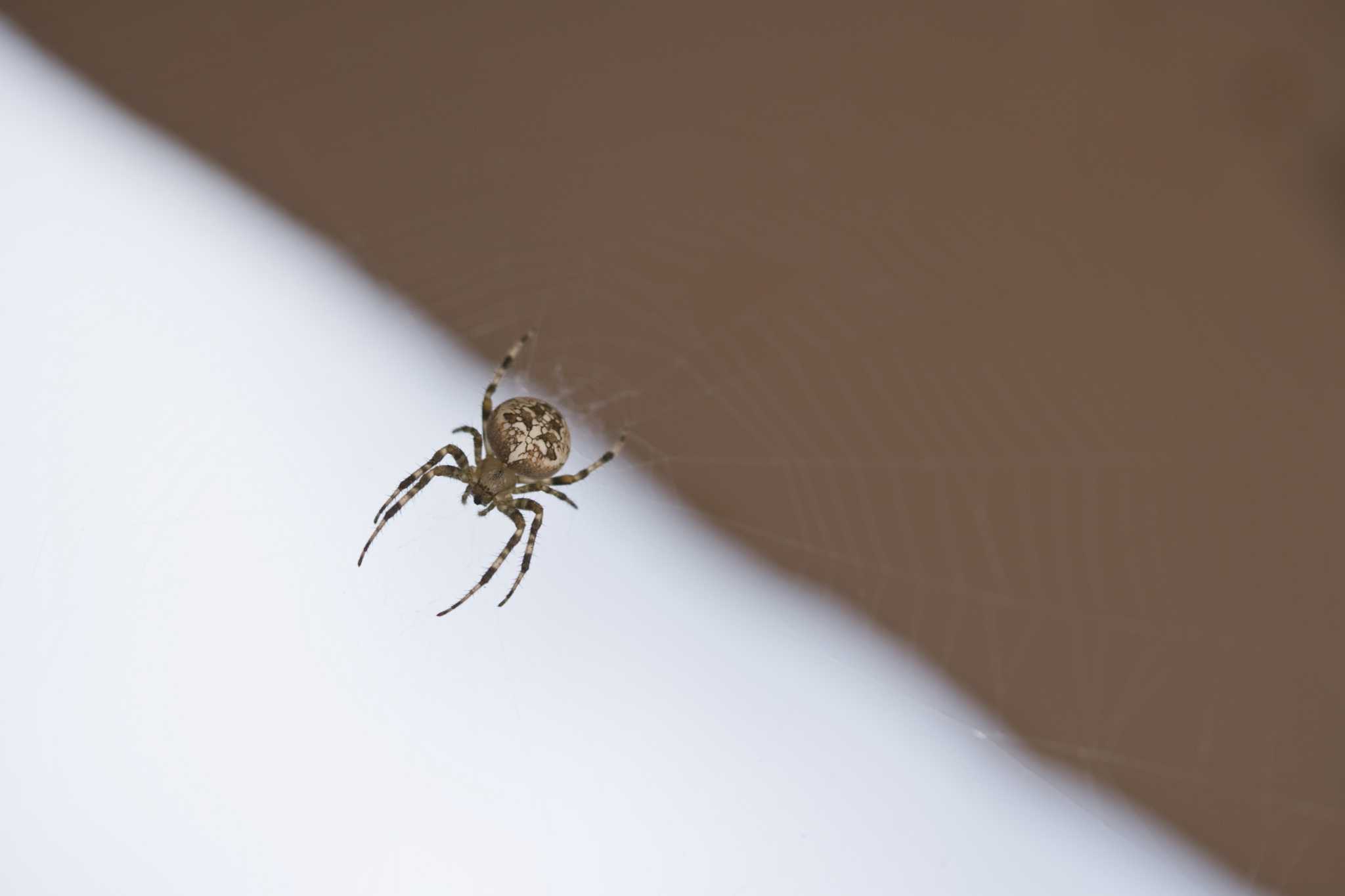 Diatomaceous Earth as a Pesticide for Spiders