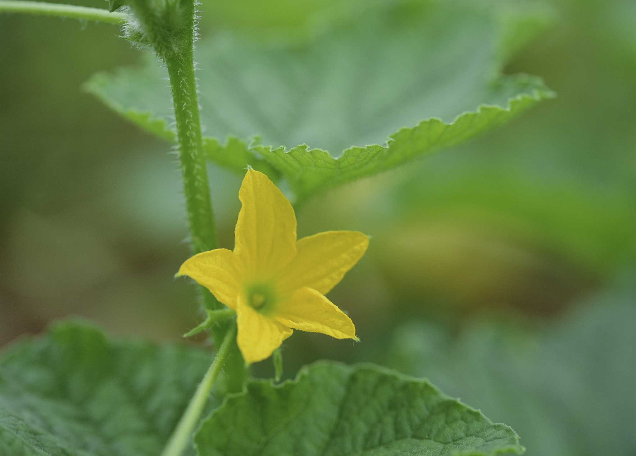 Why Are the Leaves of My Orange Trees Curling?