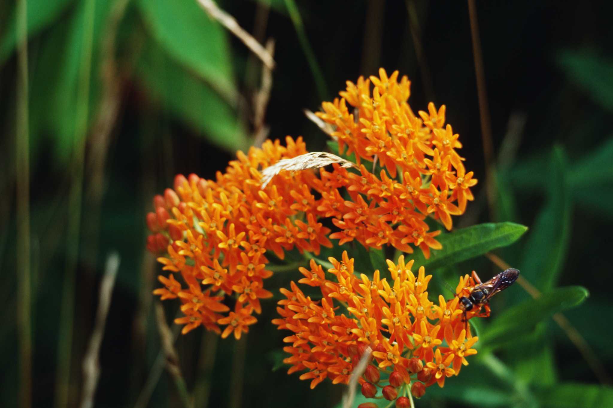 pests-on-butterfly-weeds
