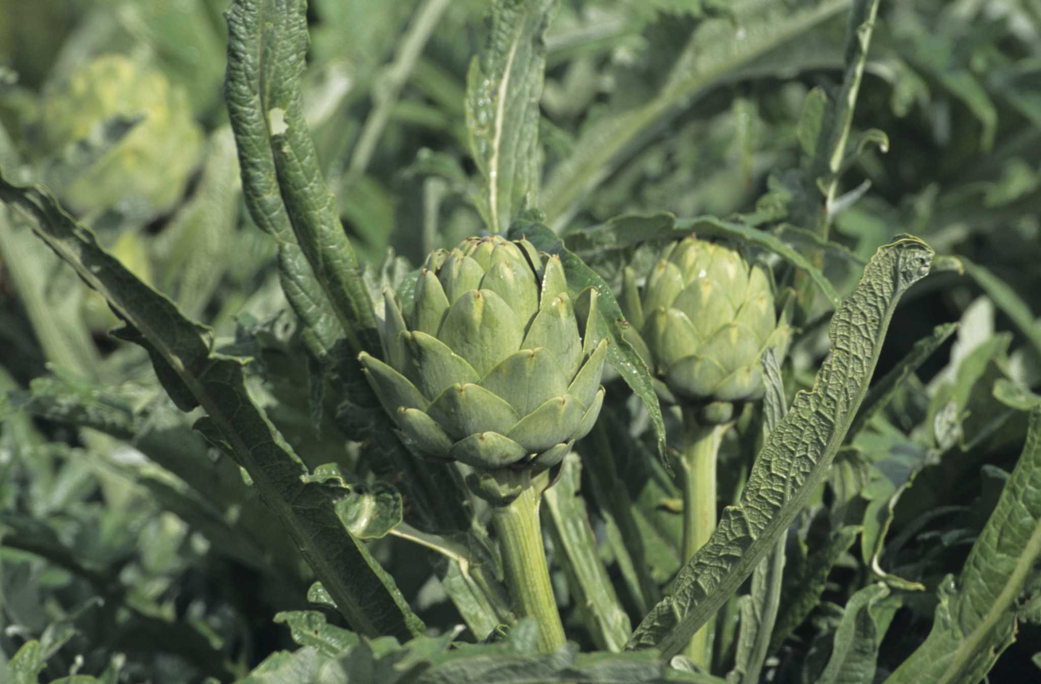 What Is the Difference Between a Cardoon and an Artichoke?