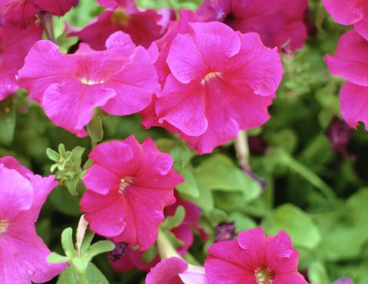 The Temperature Range for Petunias