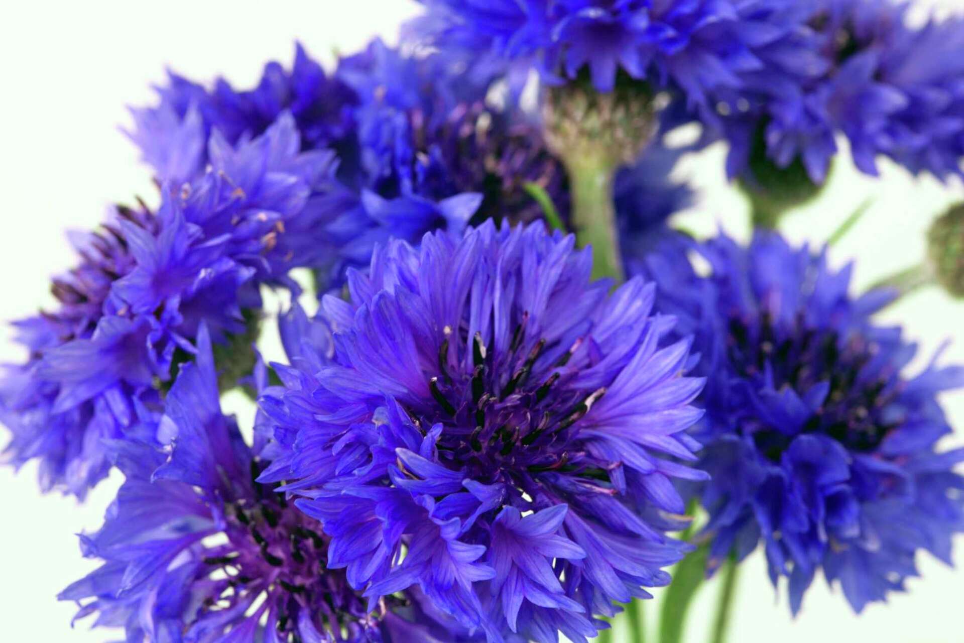 What Is the Difference Between a Cornflower & a Bachelor's Button?