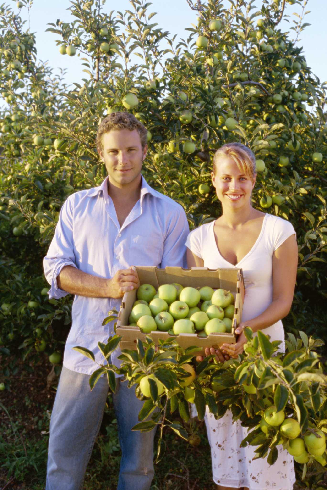 What Is the Difference Between Dwarf Fruit Trees as Opposed to Semi Dwarf?