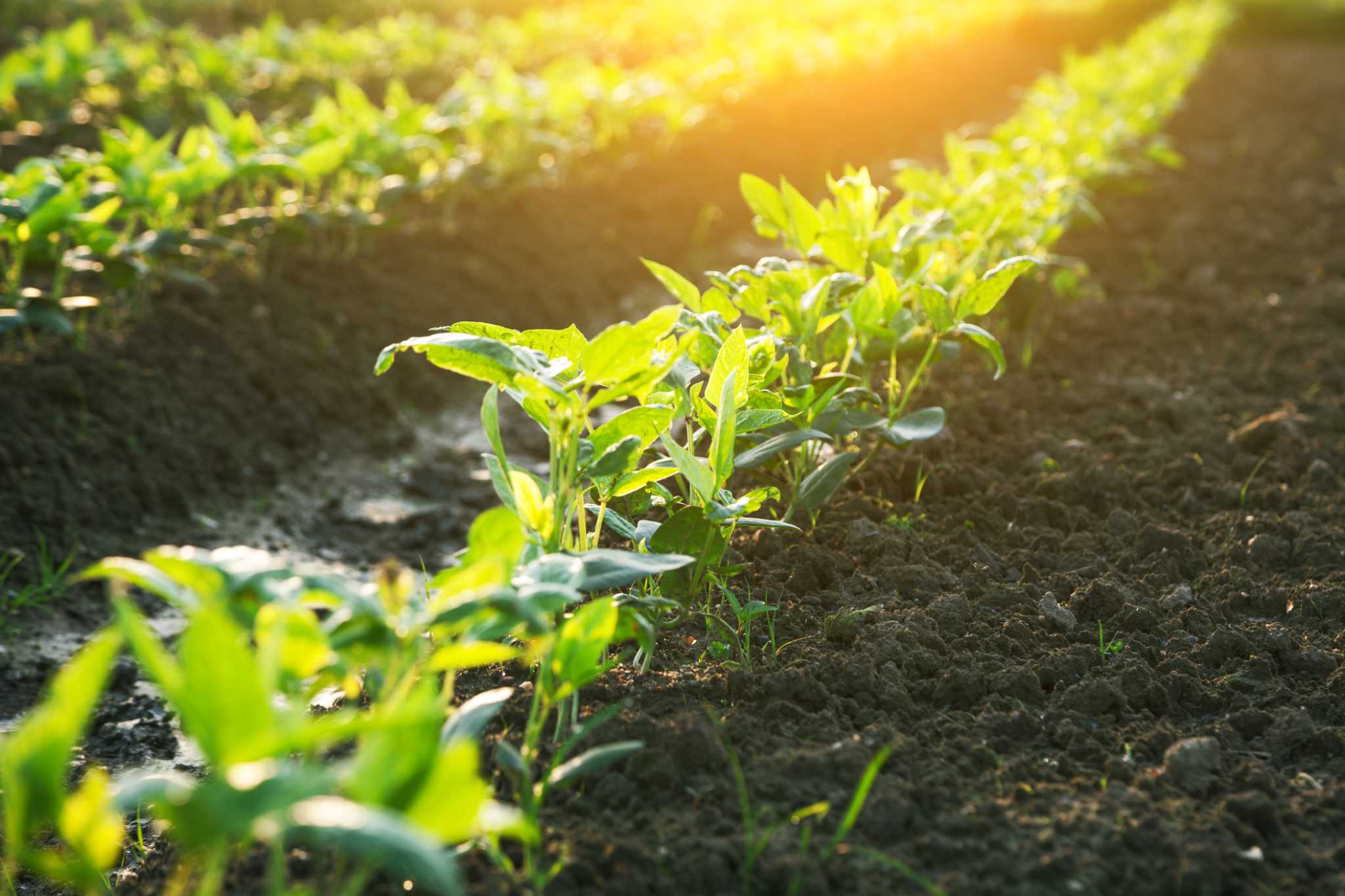 How to Kill Weeds for Vegetable Garden Preparation