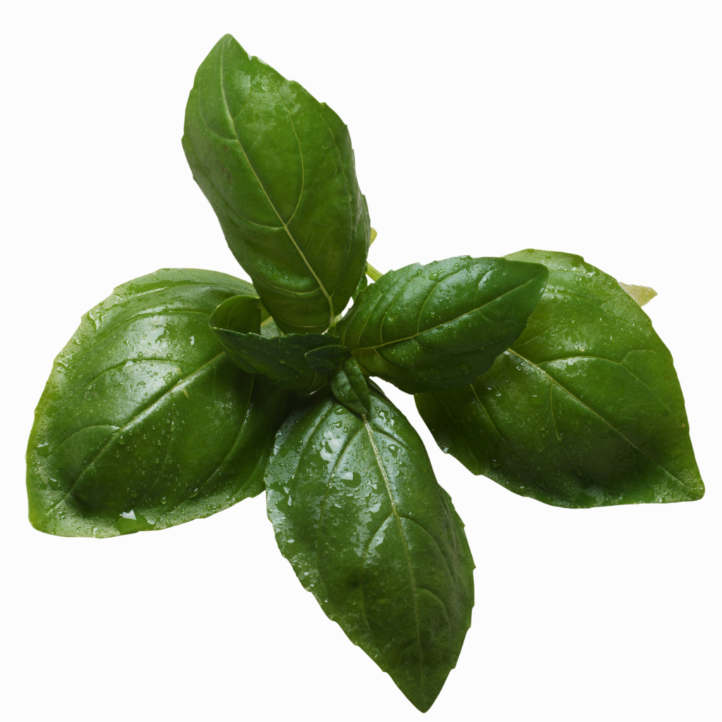 How Do I Protect Basil From Little Red Bugs Eating it