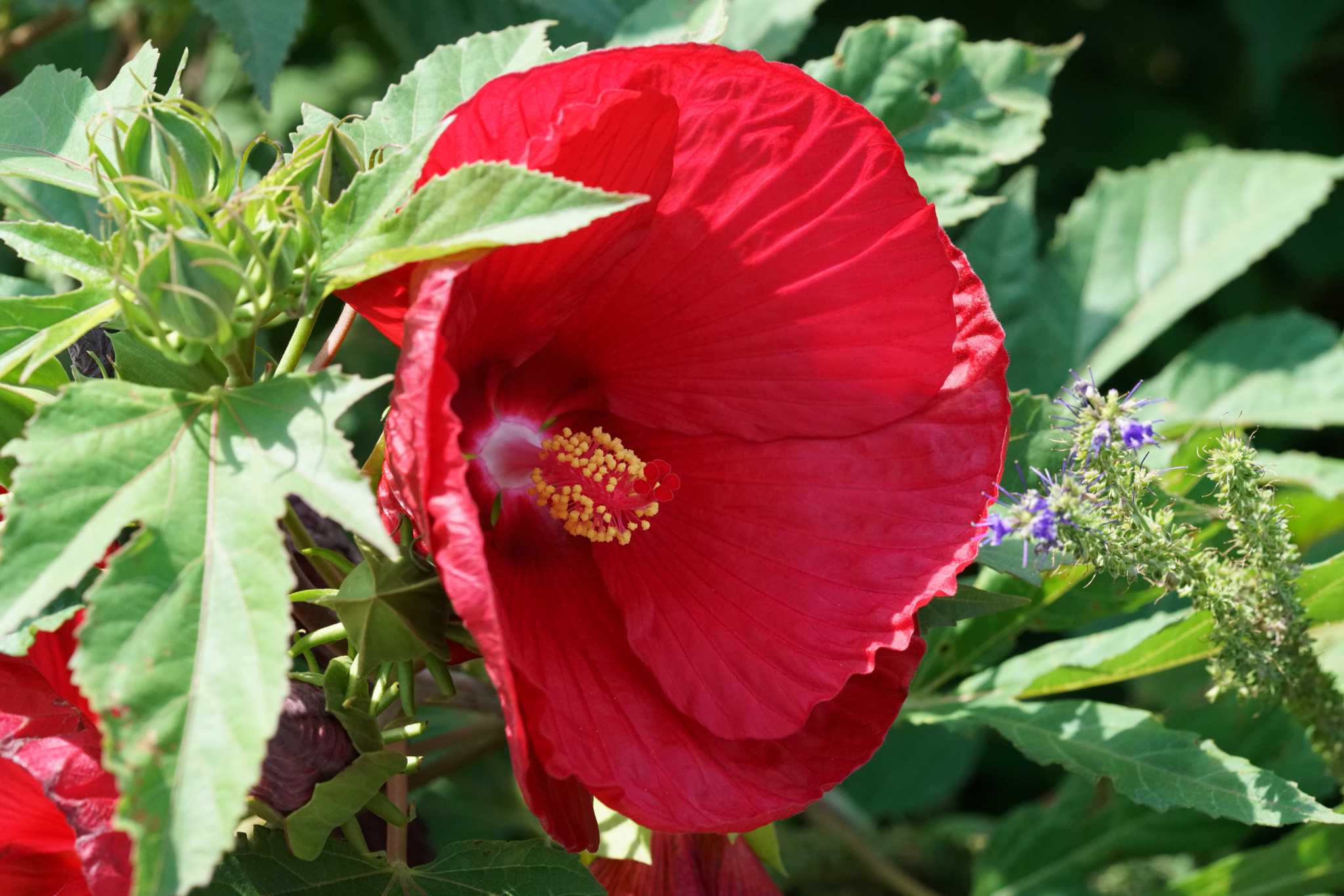 Difference Between a Hardy Hibiscus & Tropical Hibiscus