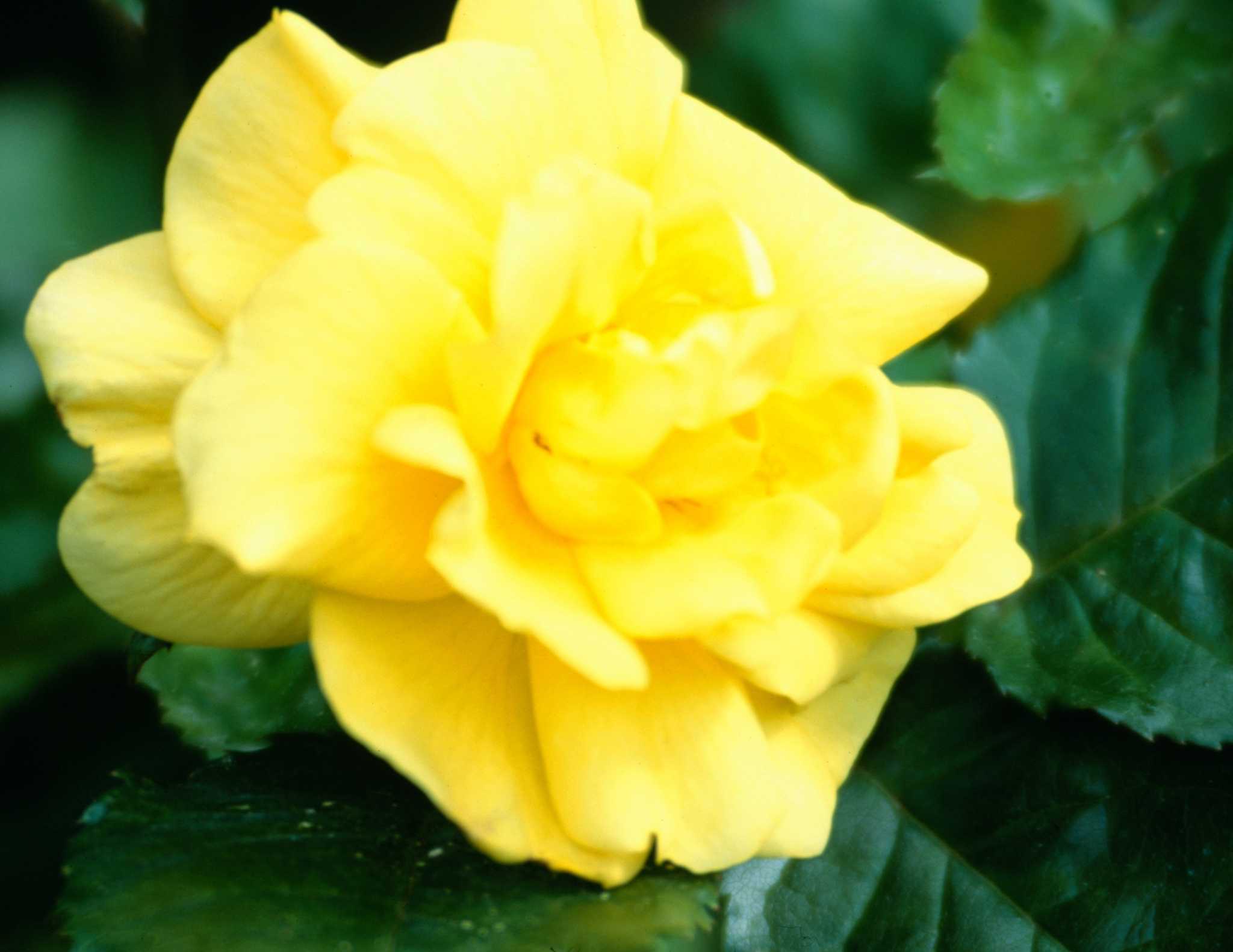 Difference Between Hybrid Tea and Floribunda Roses 