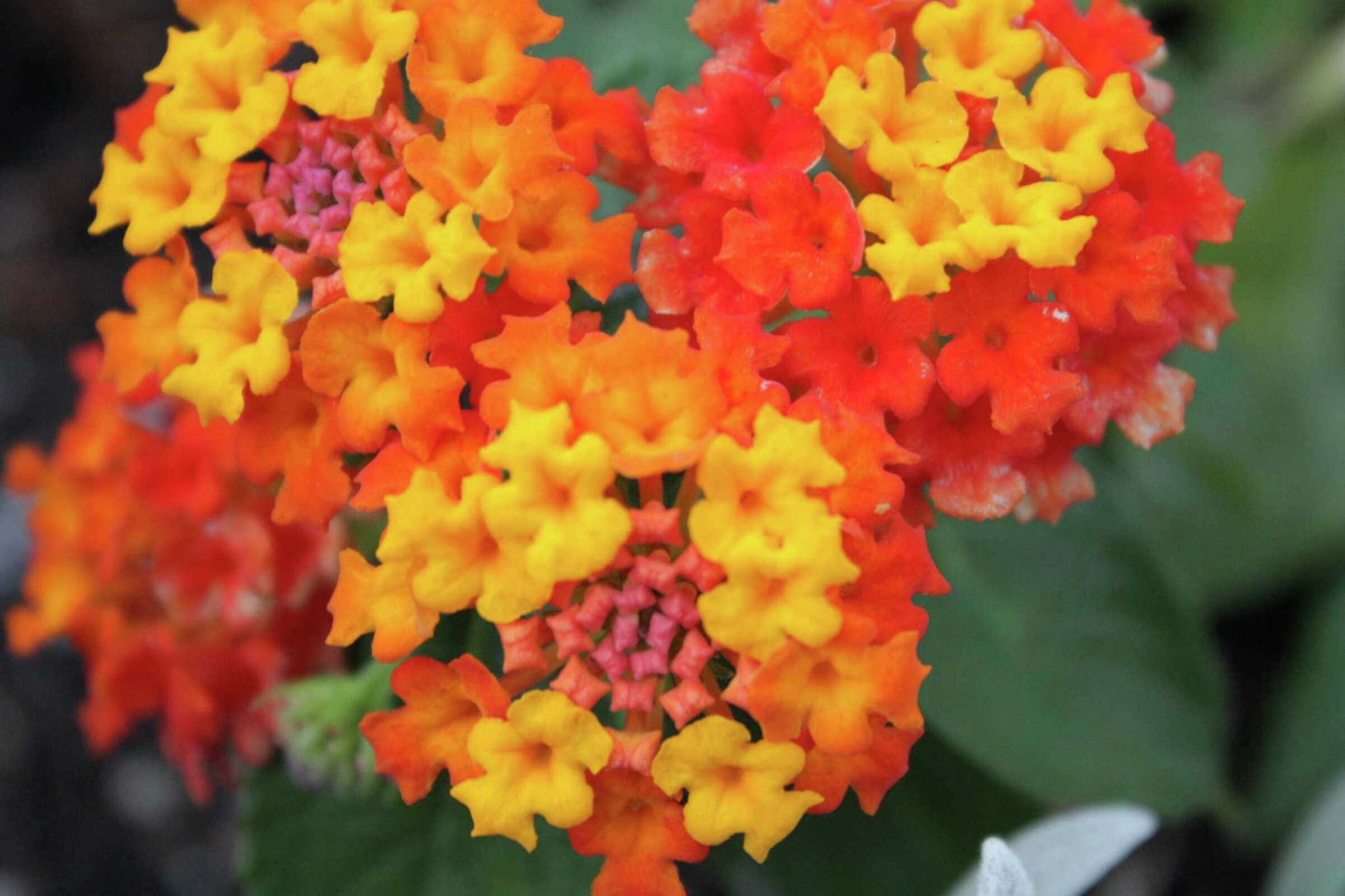 What Is the Difference Between Lantana & Verbena?