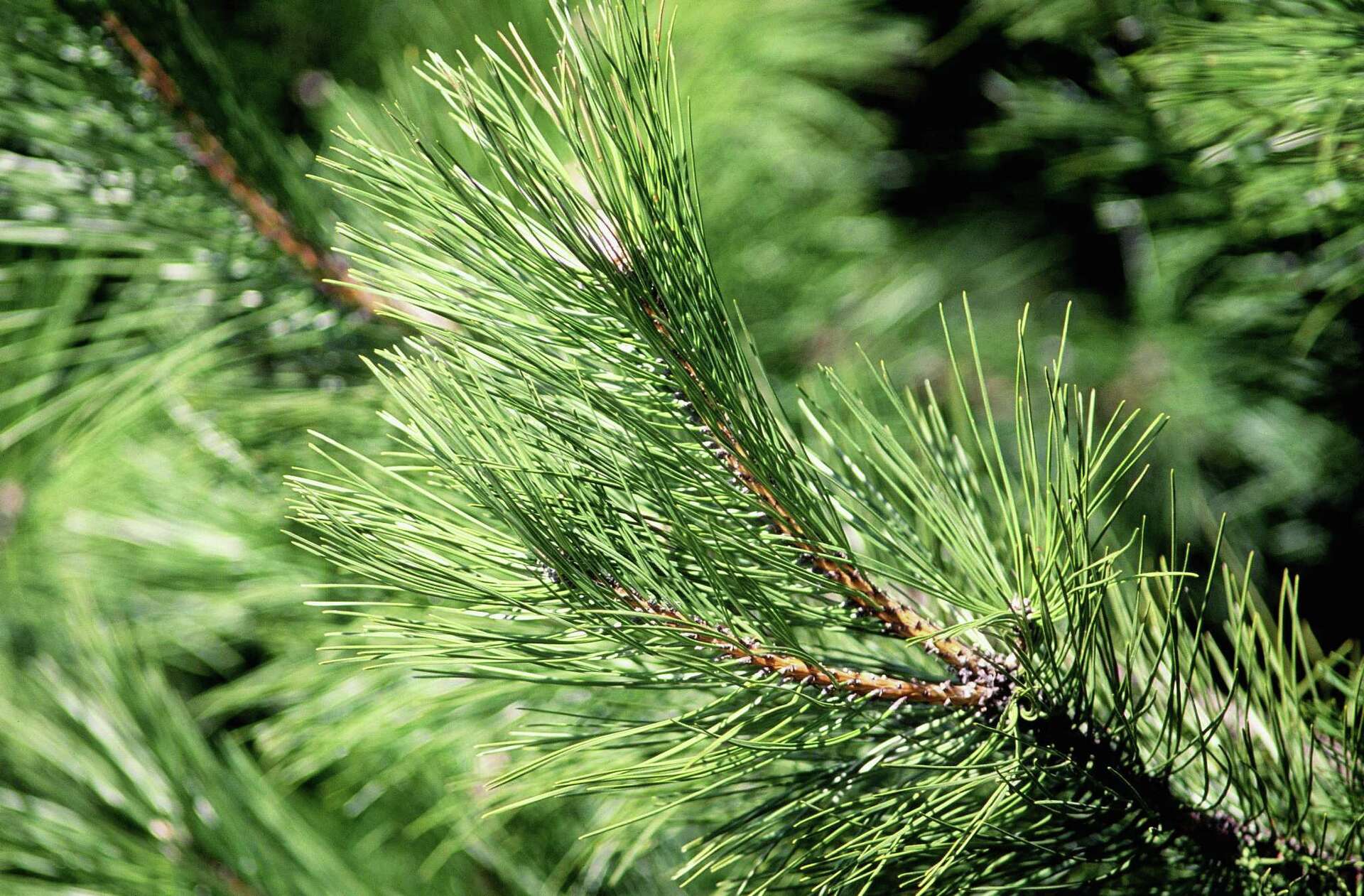 Do Pine Trees Cause Lawn Problems?