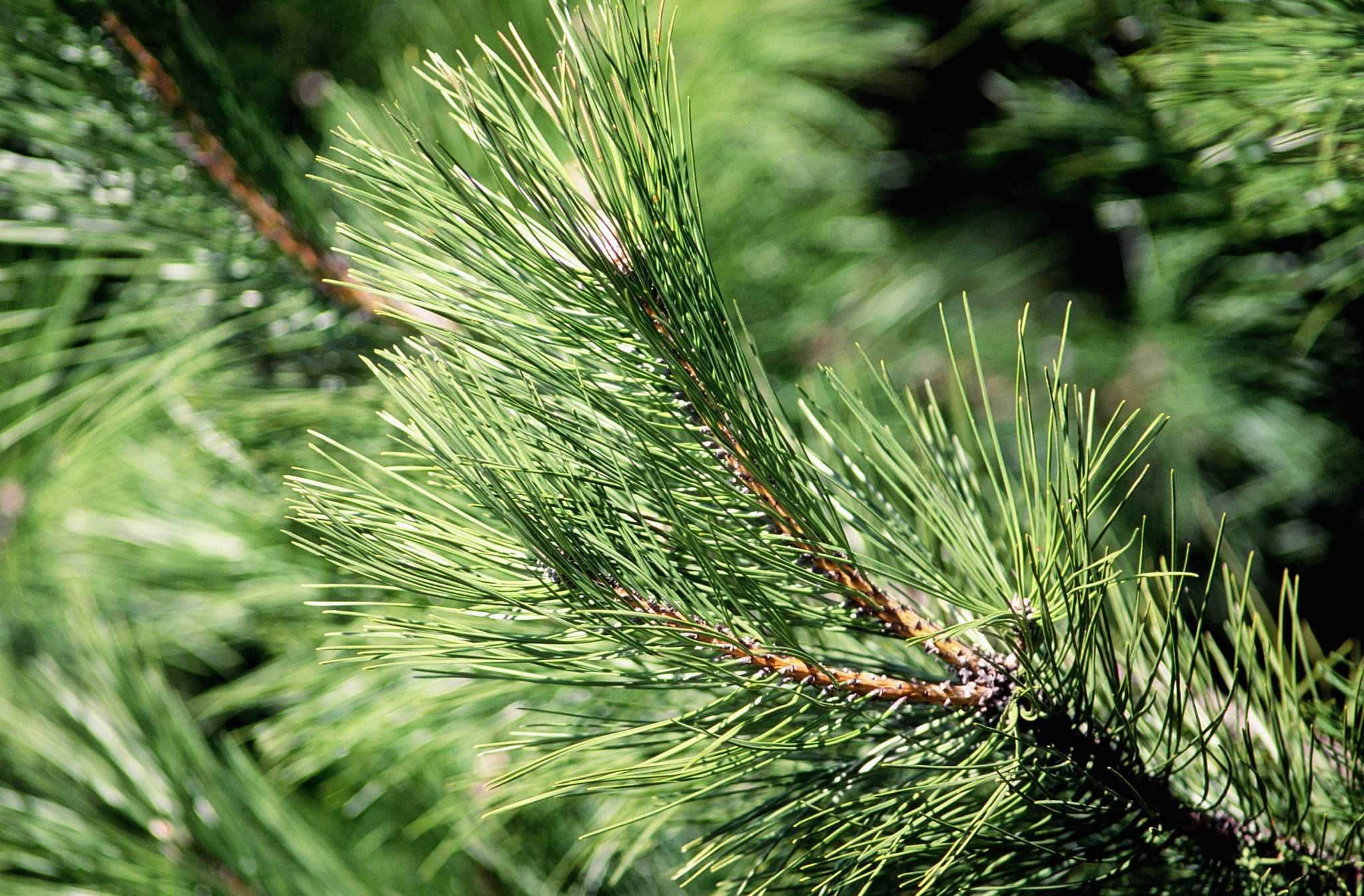 loblolly pine leaf