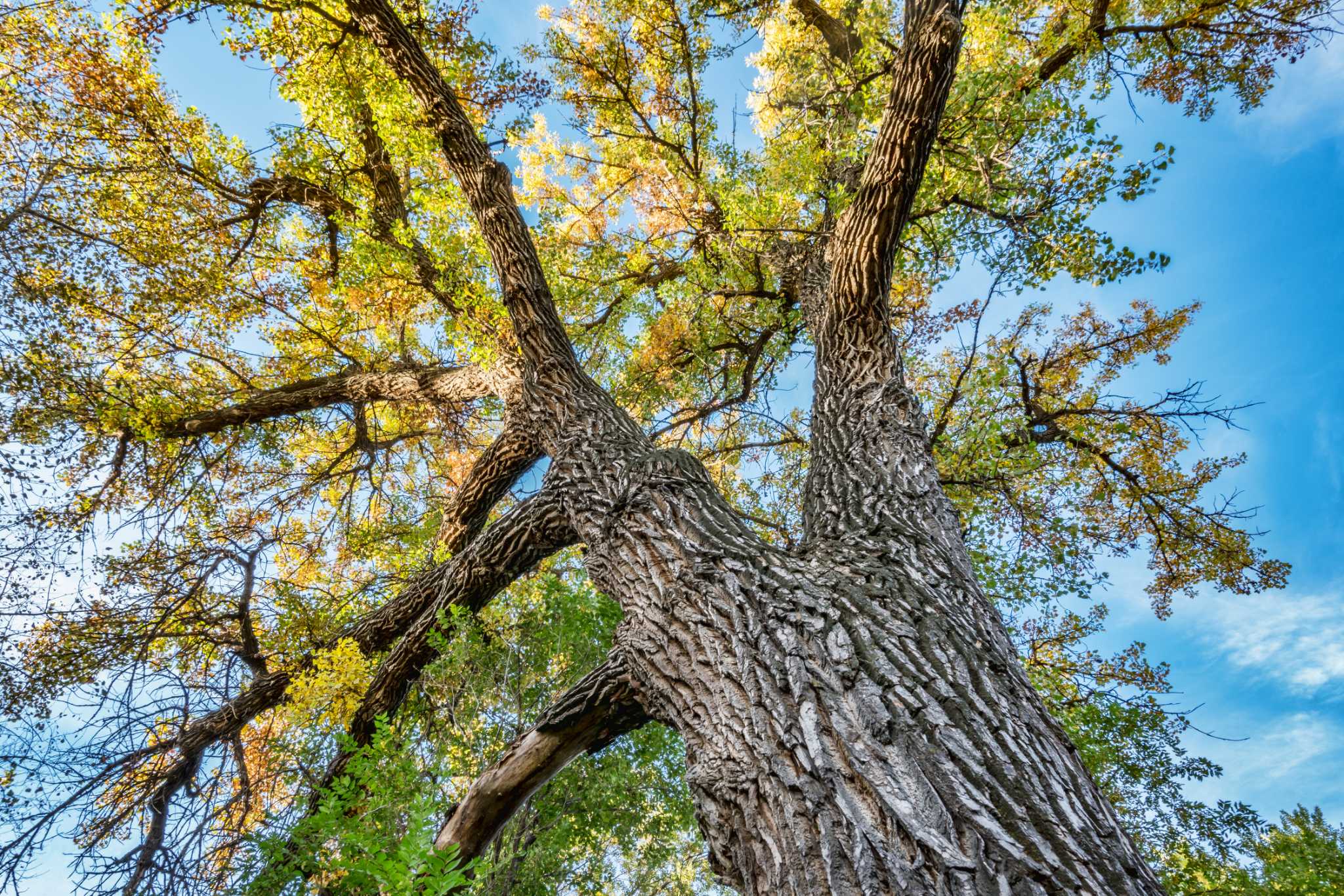 What Is the Difference Between a Poplar & a Cottonwood Tree?