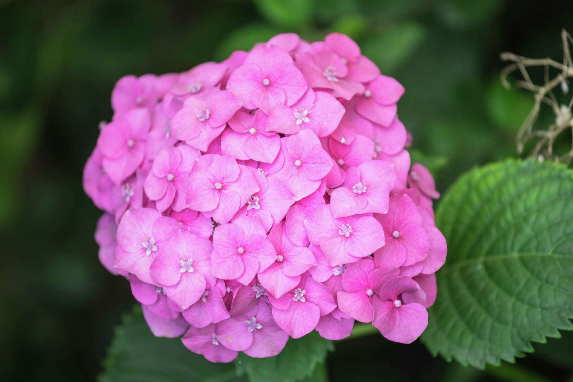 Difference Between Snowball Bush & Hydrangea