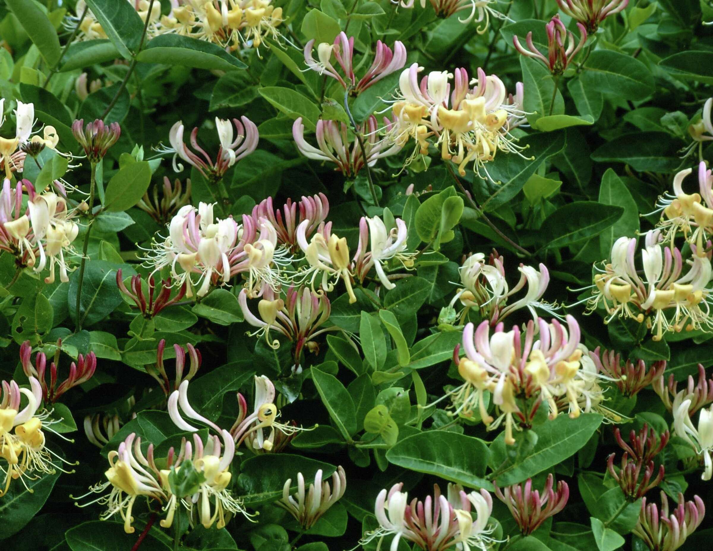 How do I Identify Japanese Honeysuckle vs. American Honeysuckle?