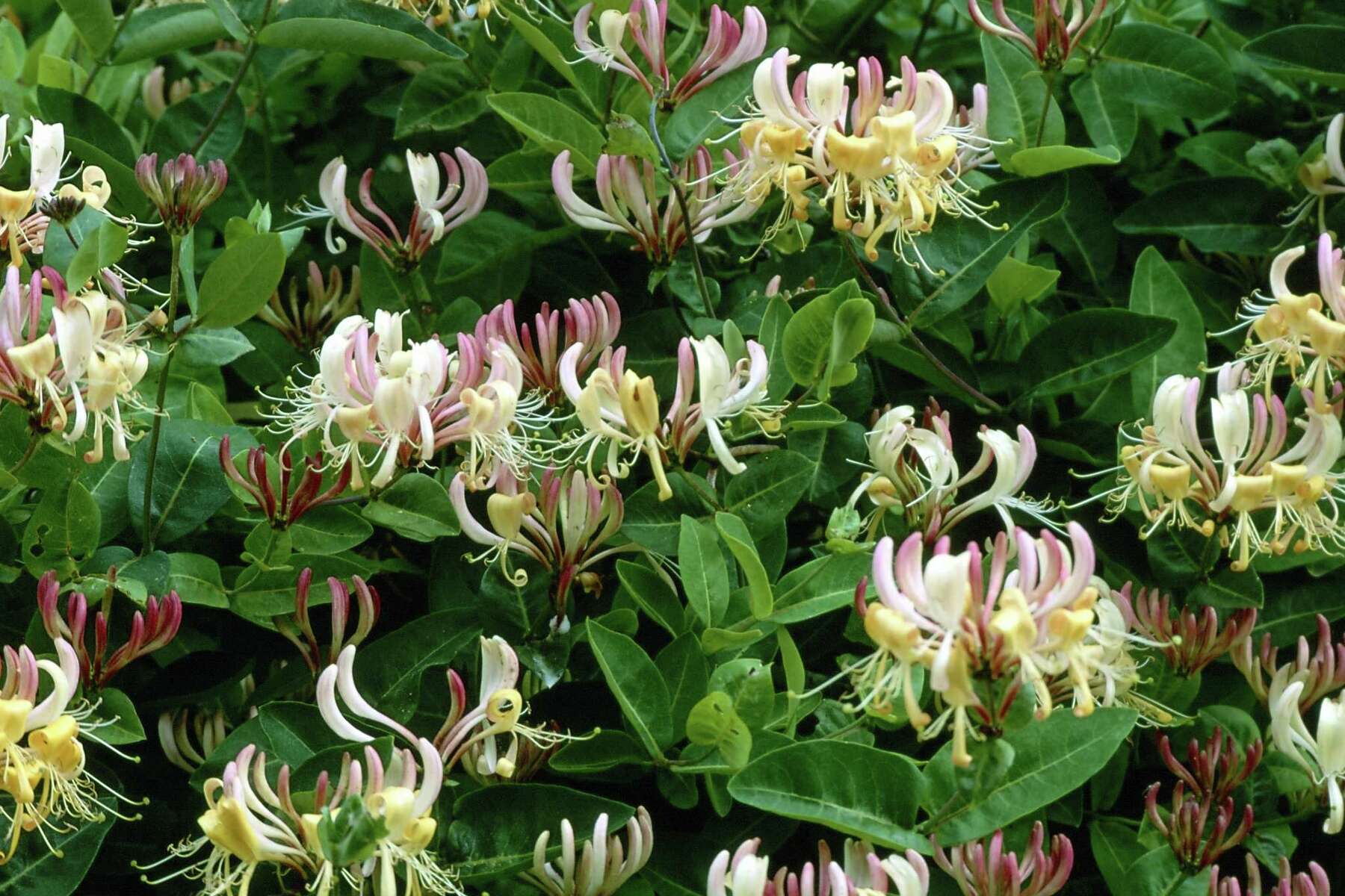 Honeysuckle Bush Pruning