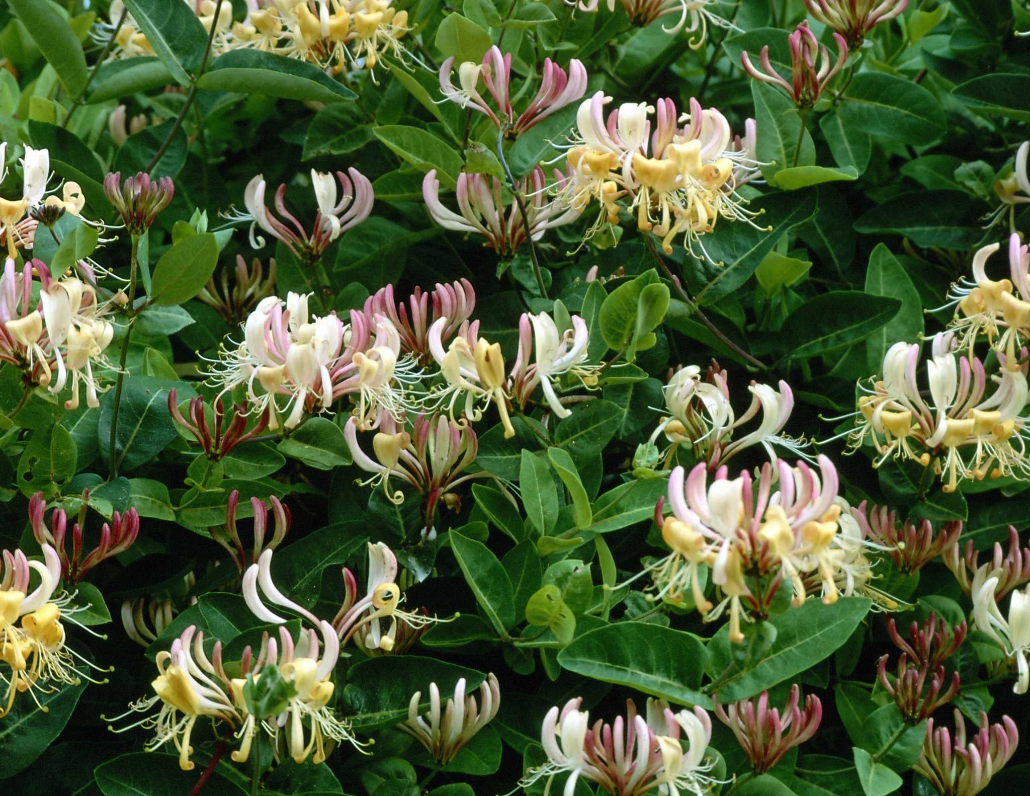 How To Plant Honeysuckle Seeds