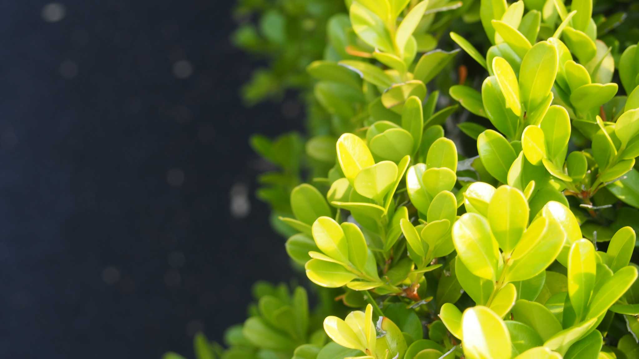 Wintergreen Boxwood Leaf wintergreen-boxwood-leaf