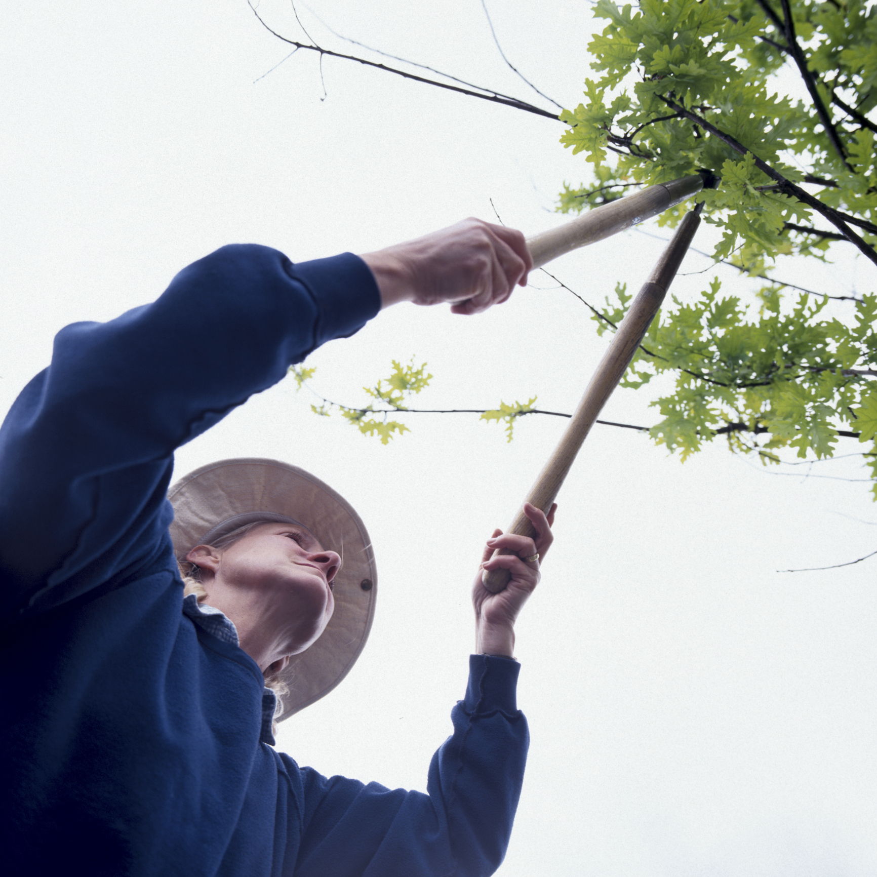 How to Shape a Mock Orange Bush