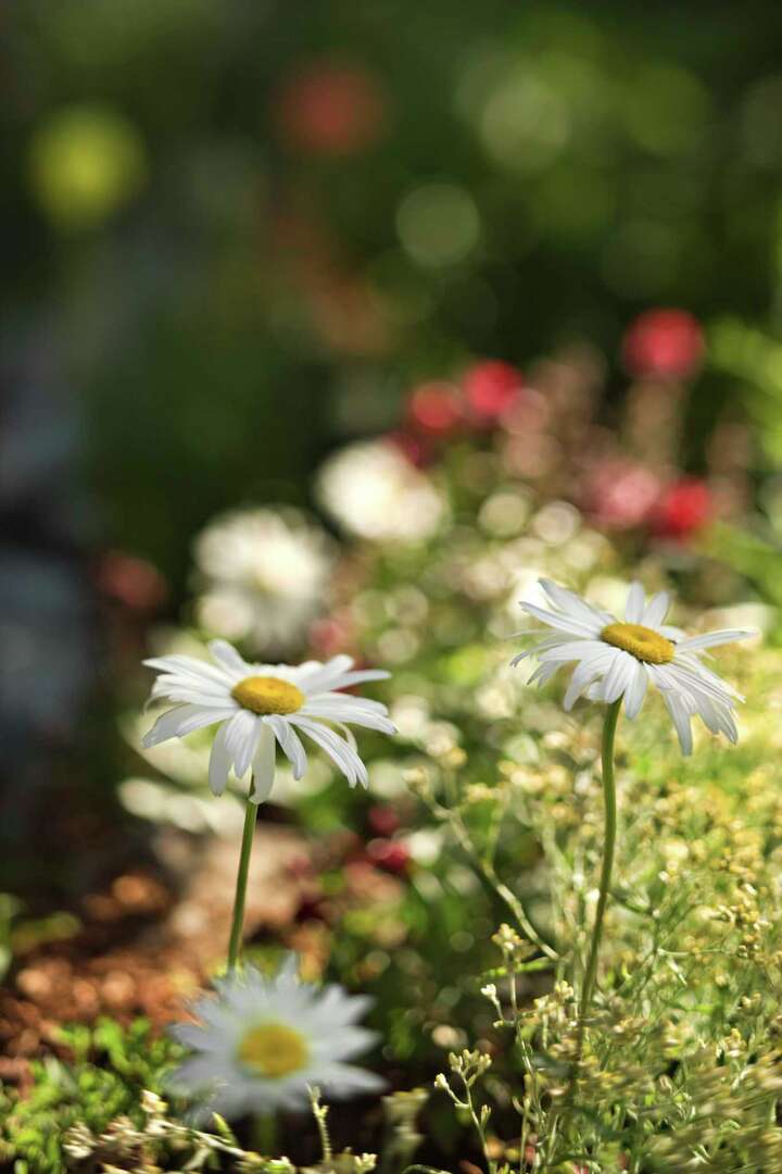 Perennial Flower Roll Out Mats