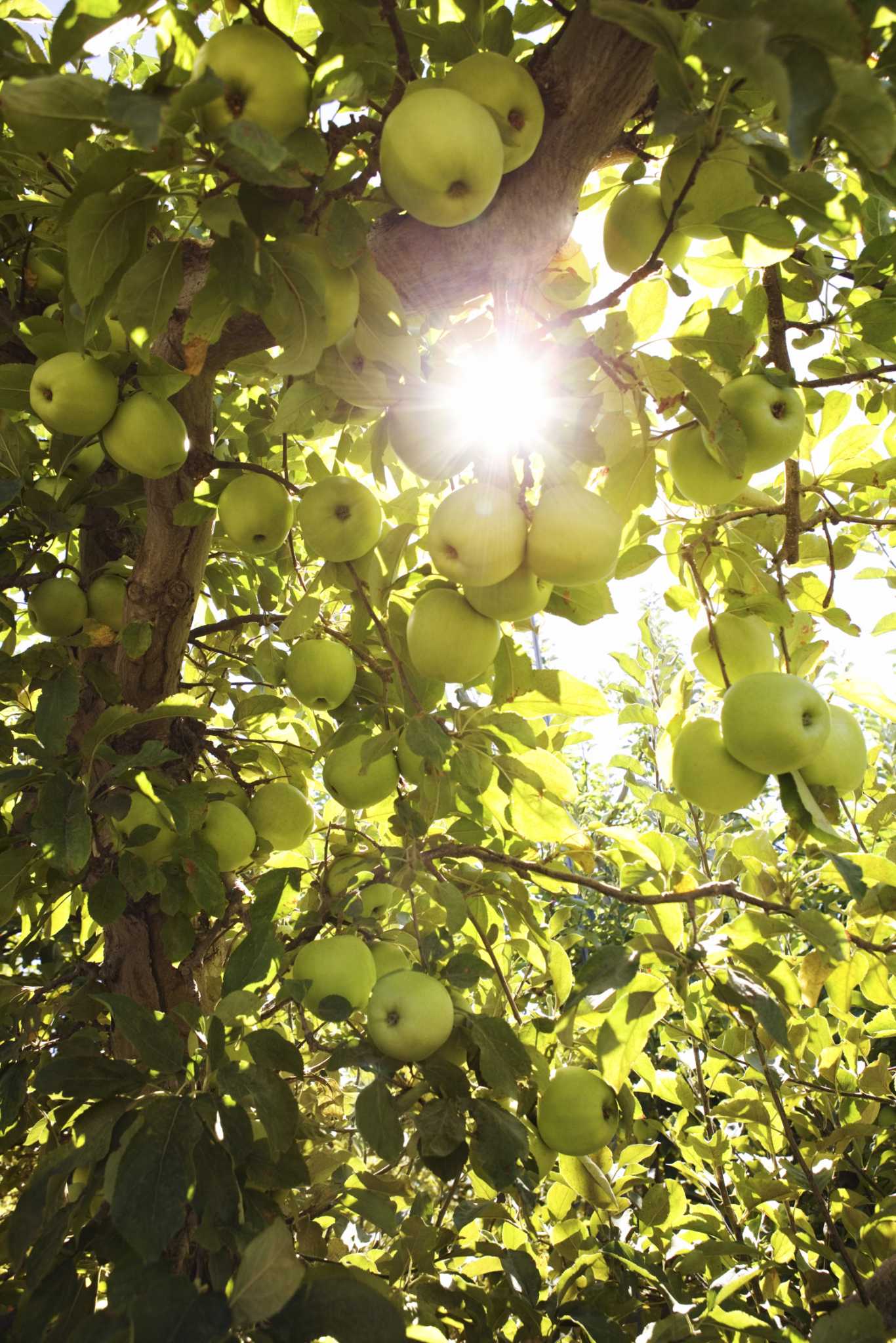 Growing Peaches and Nectarines in the Home Landscape