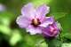 photo b7d33efd77da45a4b7e72d80c024bff7.jpg from article titled "The Differences Between a Rose of Sharon & a Hibiscus"
