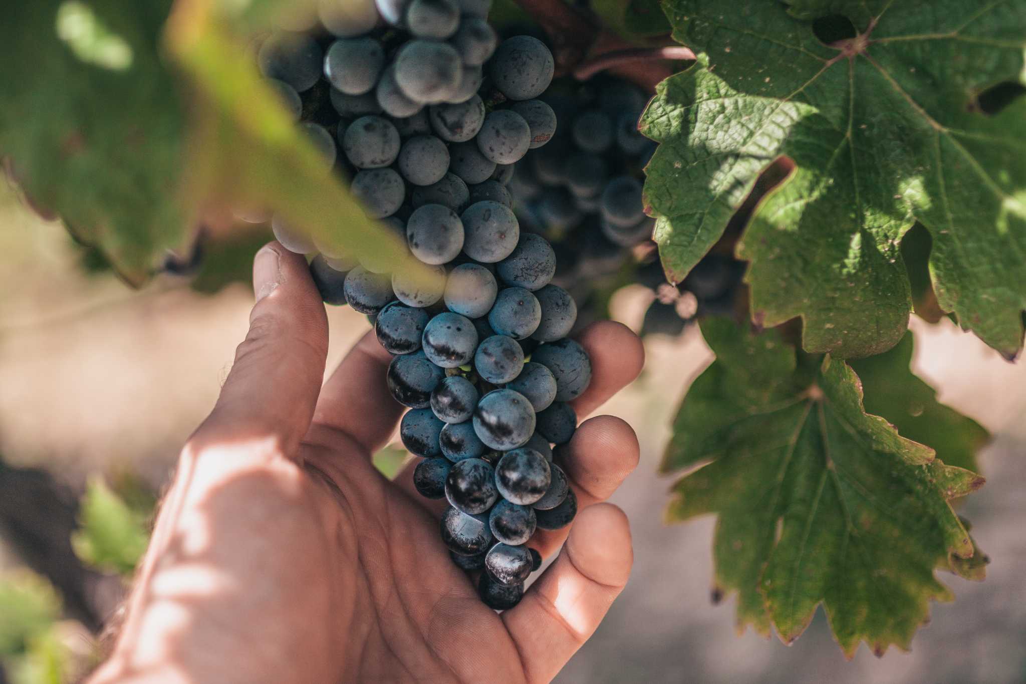 Ruby Seedless Grape, Vitis vinifera 'Ruby Seedless', Monrovia Plant