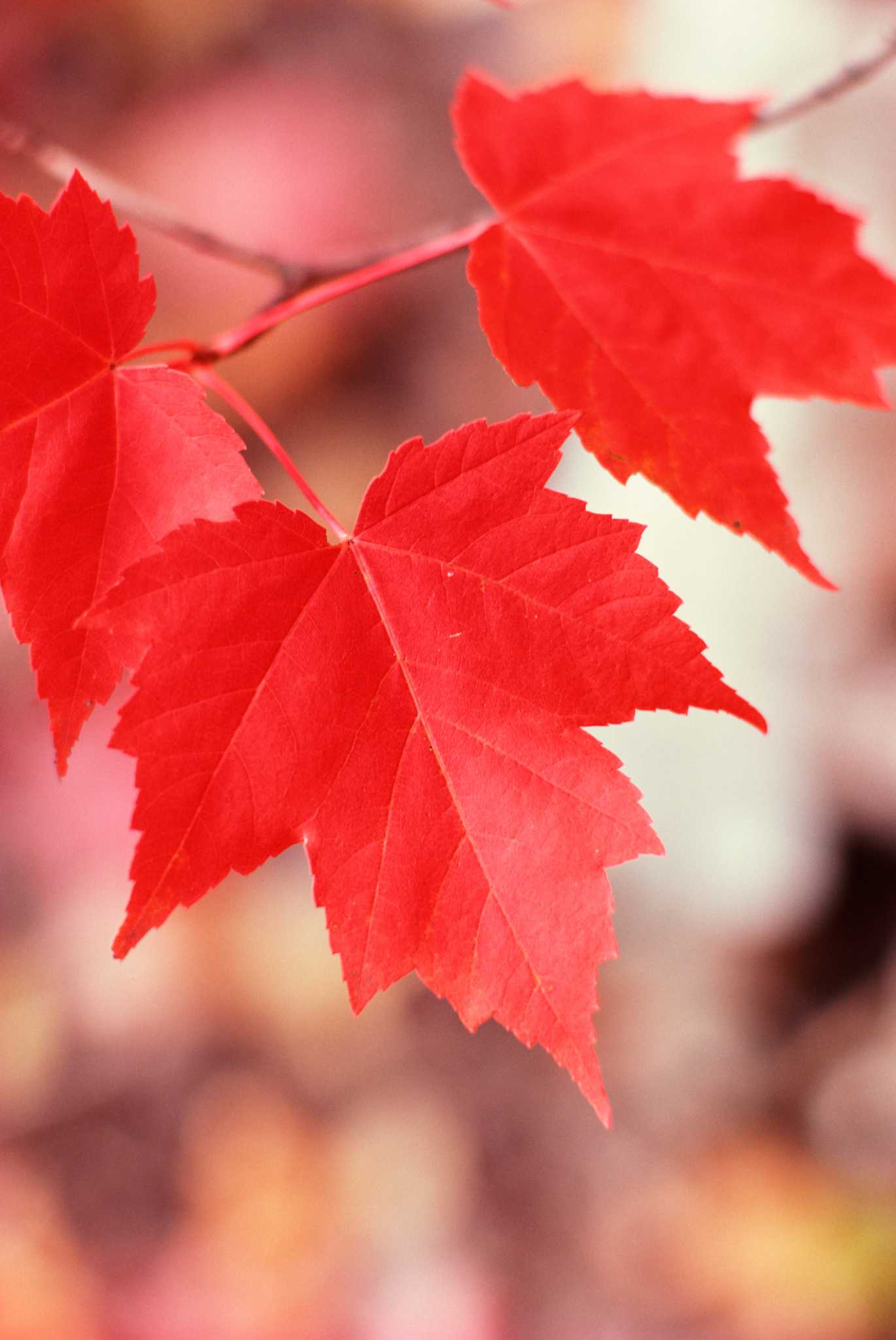 How to Plant Under Maple Trees