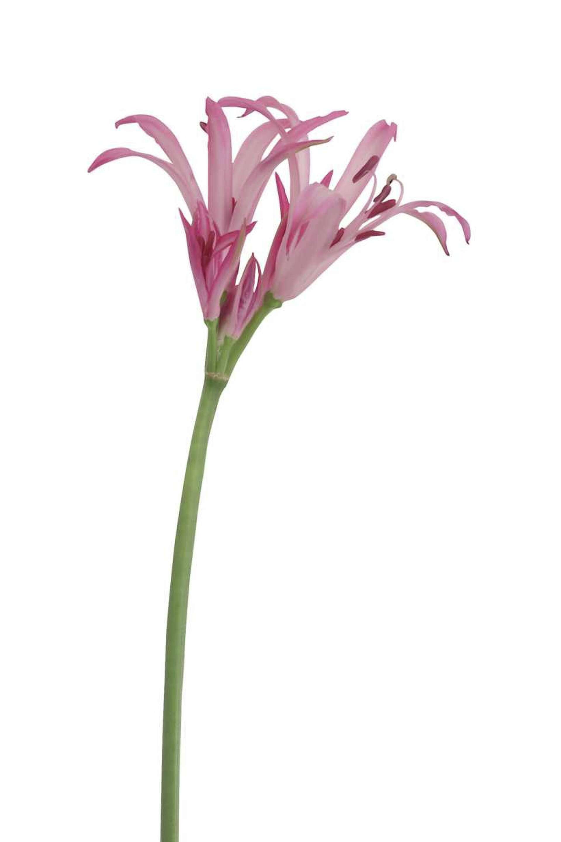 Different Kinds of Spider Lily Plants