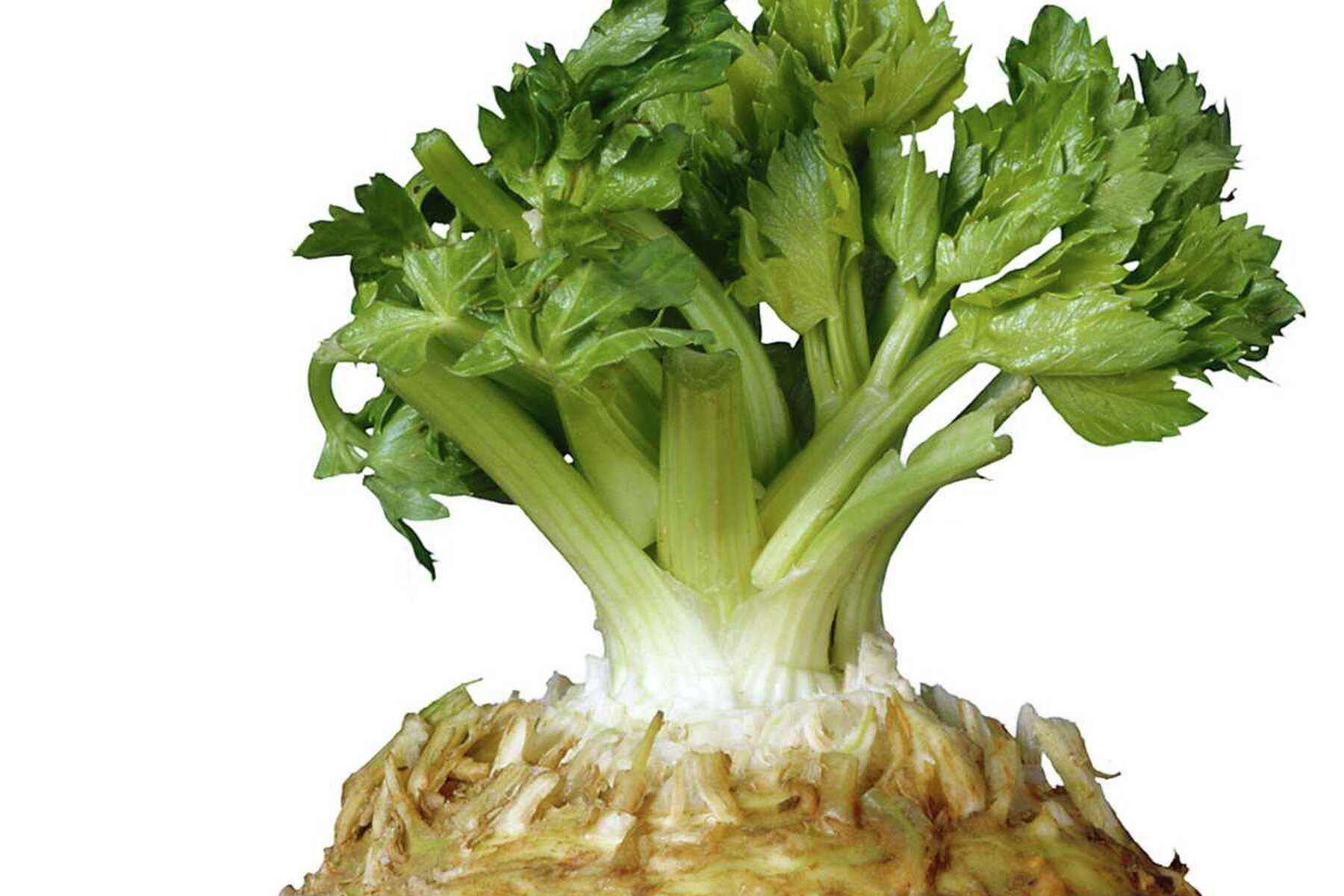 Celery Root Companion Plant