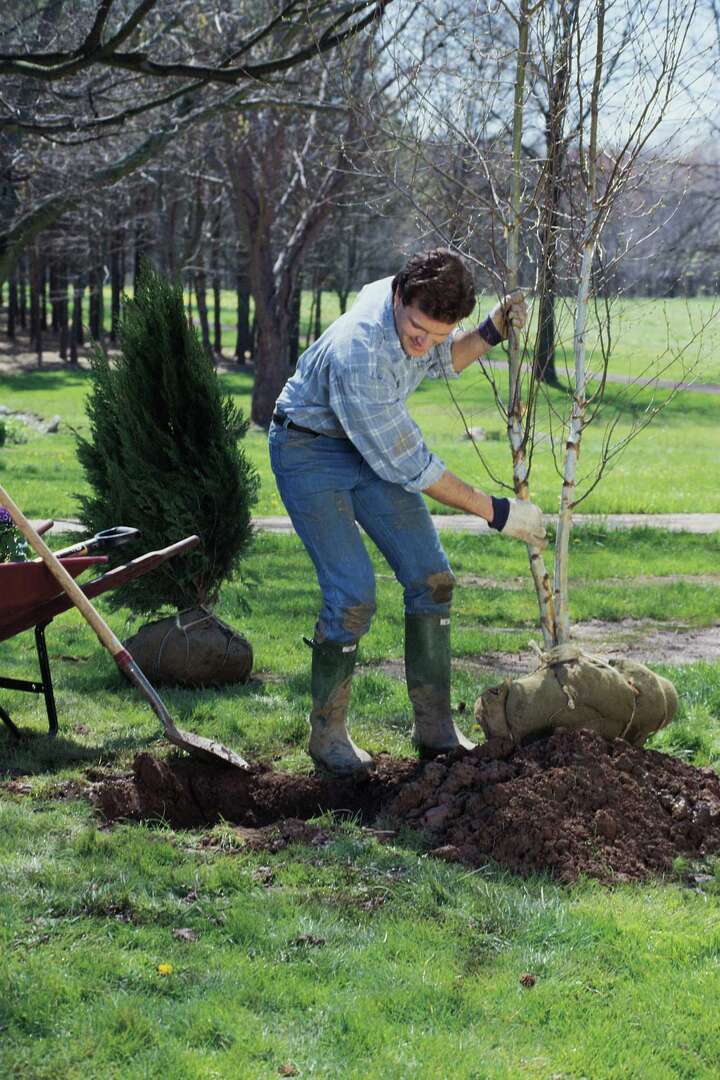 How to Dig Dormant Japanese Maples