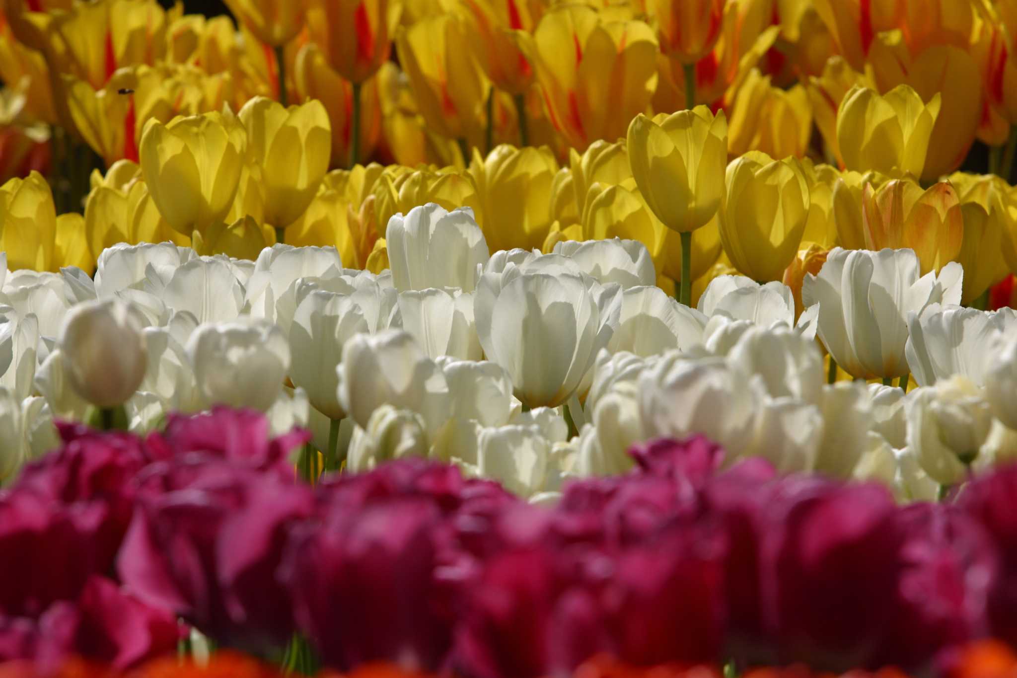 How to Dig Up Blooming Tulips