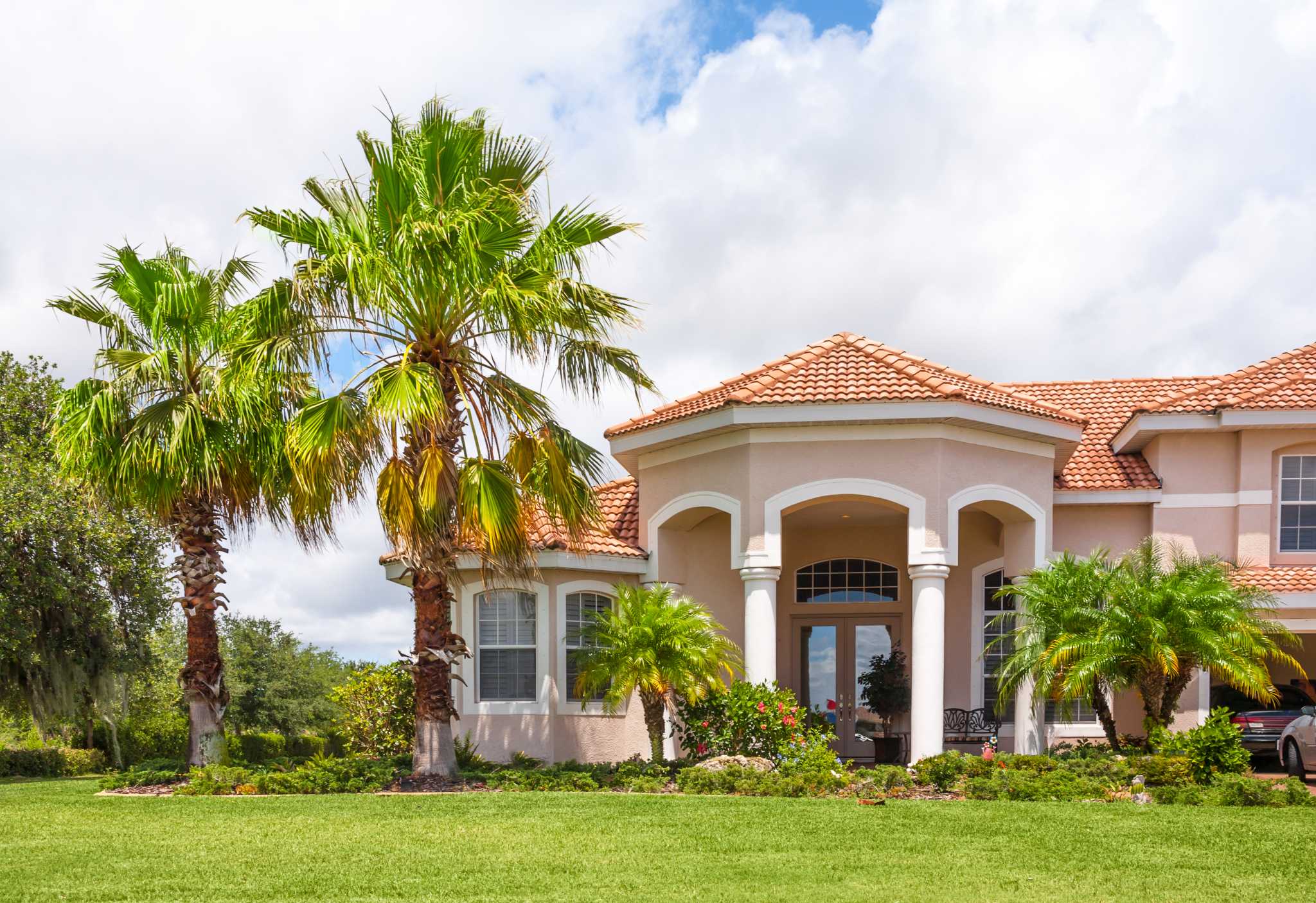 How to Dig Up Palm Trees