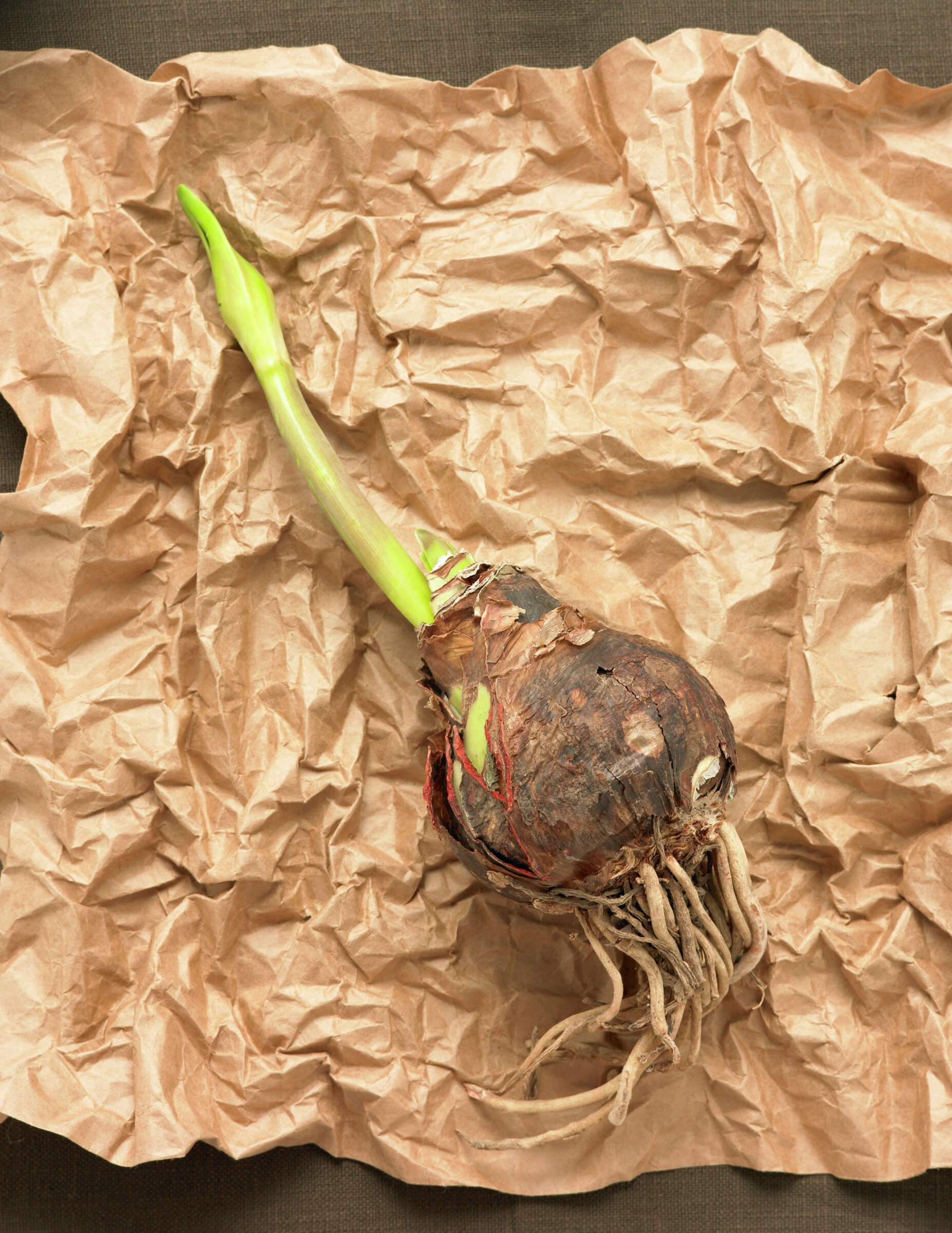 How to Dig Up & Preserve Bulbs for Spring Planting