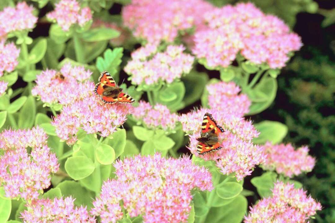 How to Keep Sedum From Falling Over