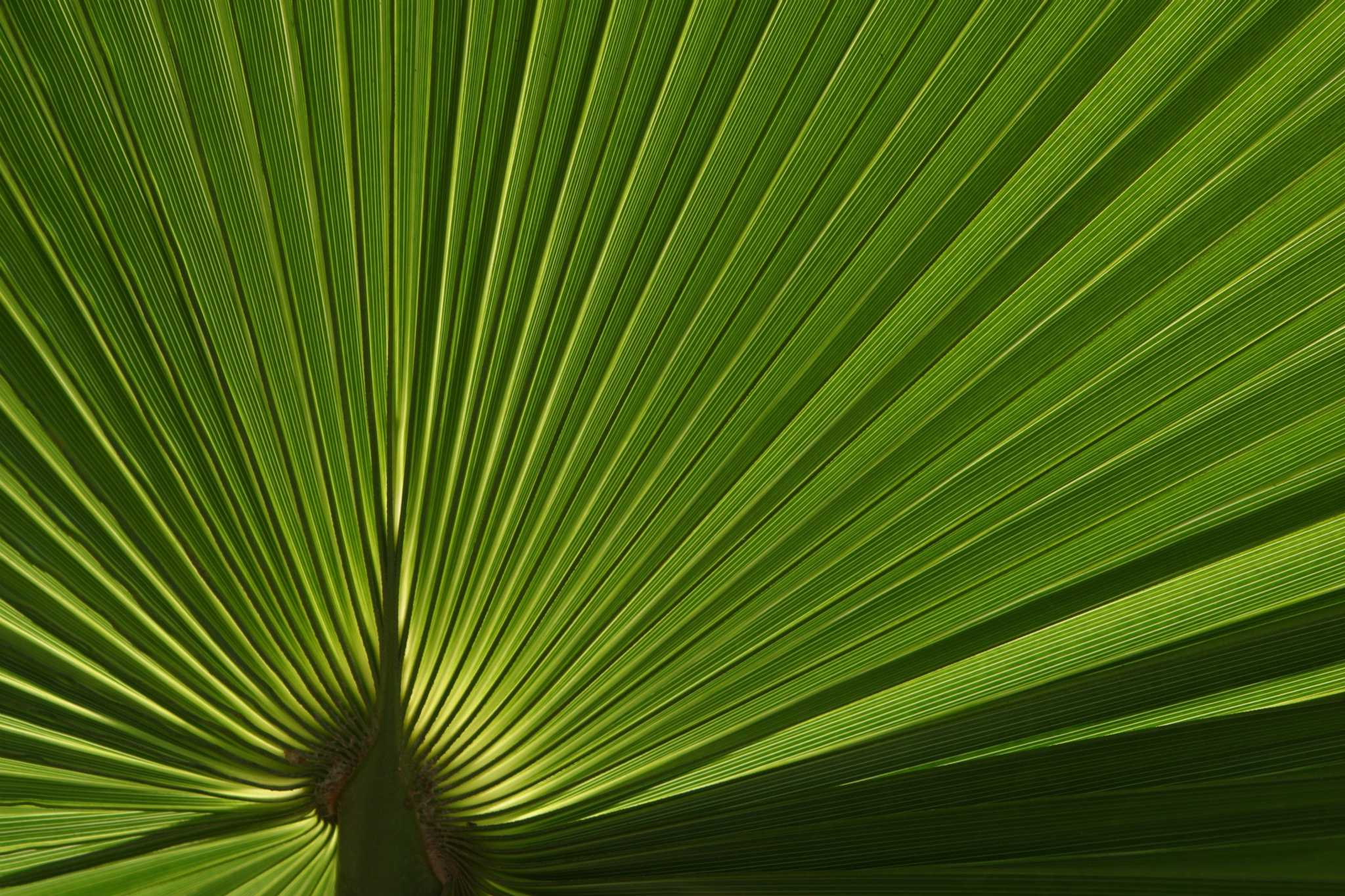 How to Dig Up a Young Sabal Palm Tree