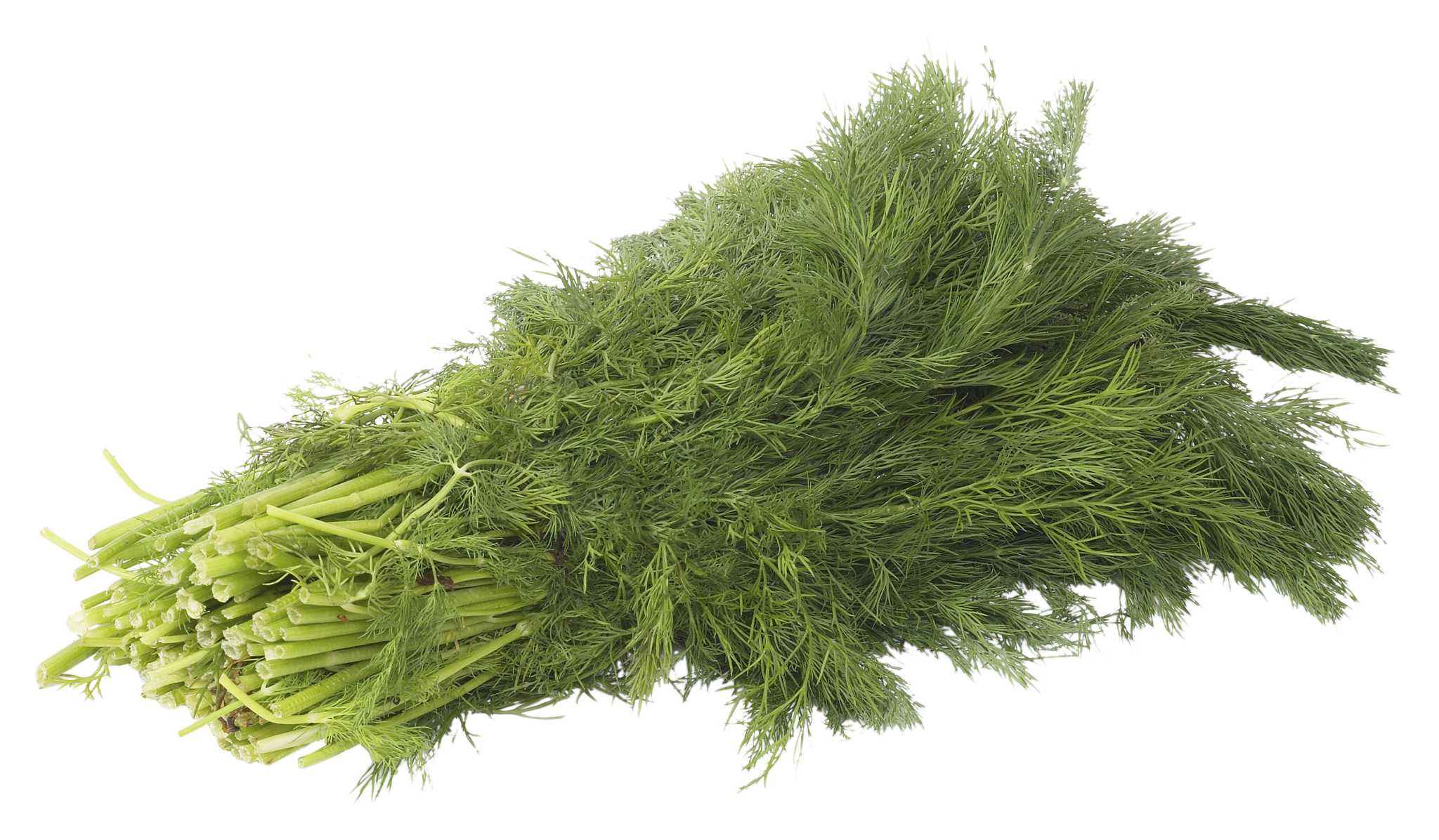 Dill Varieties