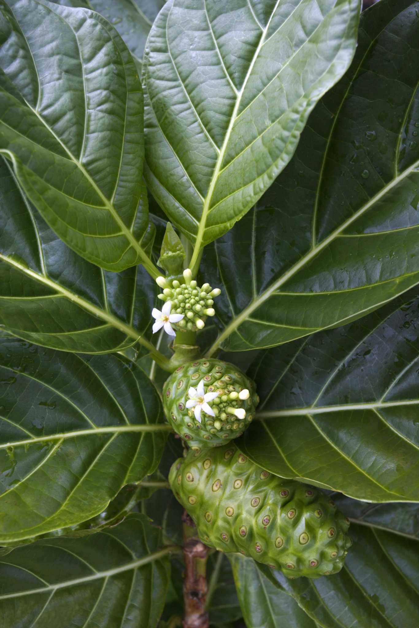 How to Use Noni Fruit