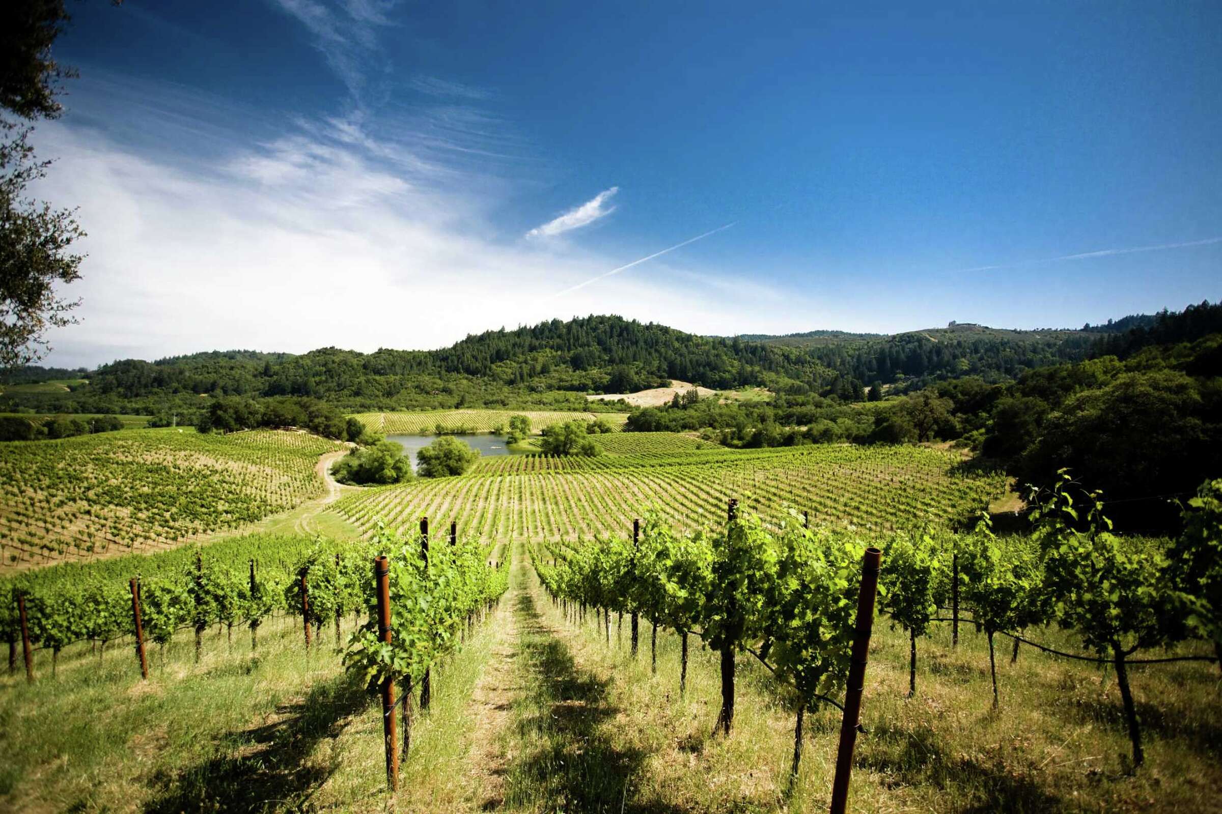 The Disadvantages of Mulch in Vineyard Management