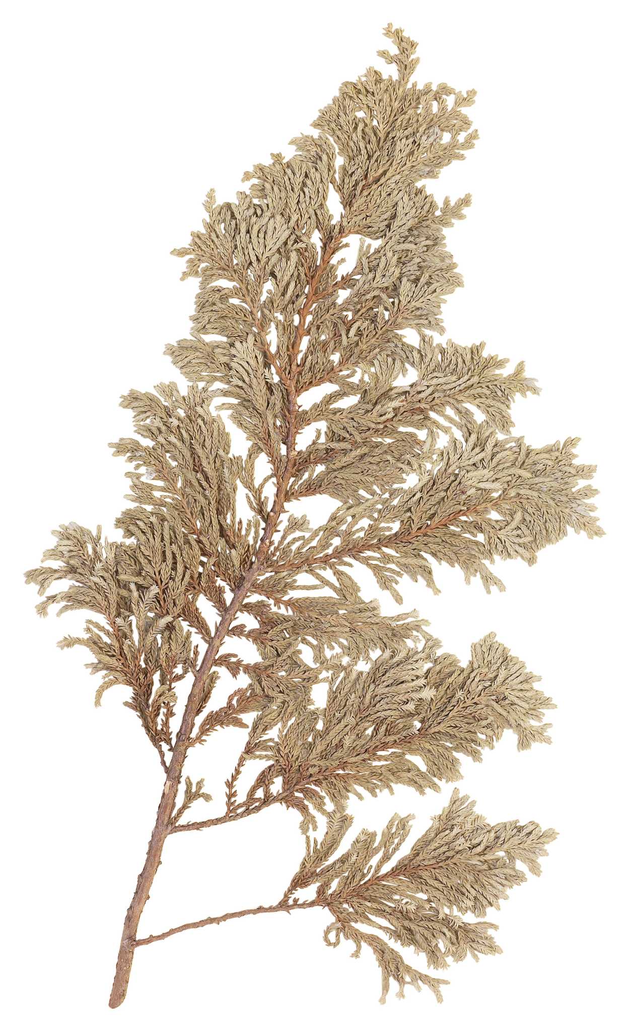 The Disease of a Cedar Tree Dying From the Top Down