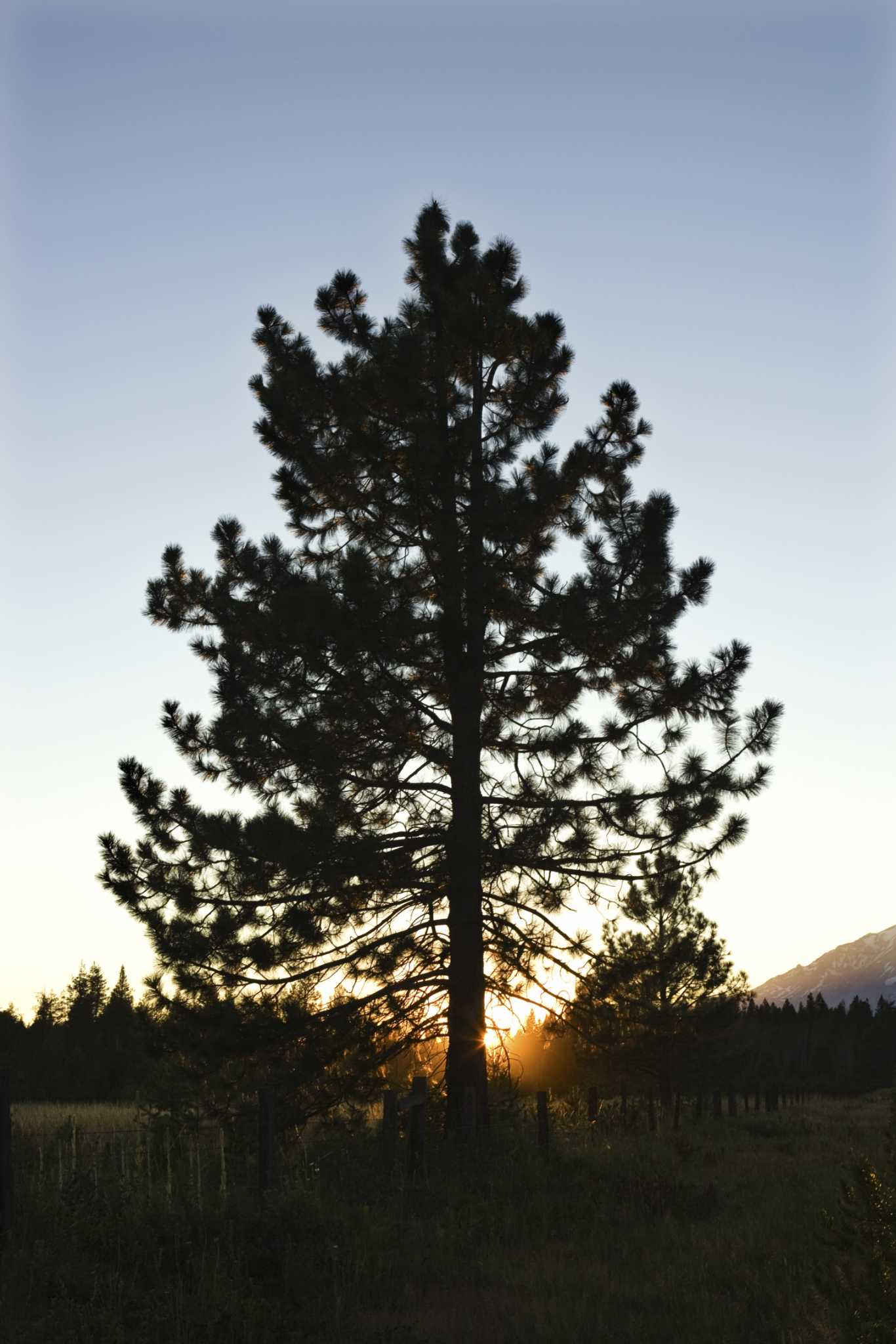 how-to-grow-scotch-pine-trees