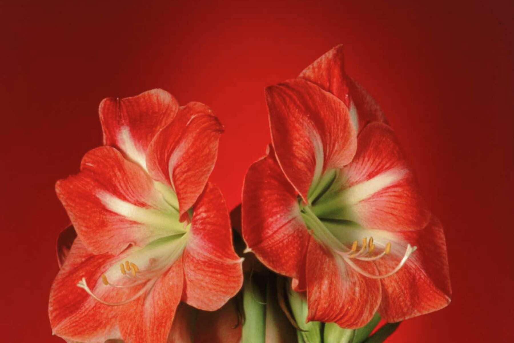 Amaryllis Flower Seed Pods Best Flower Site