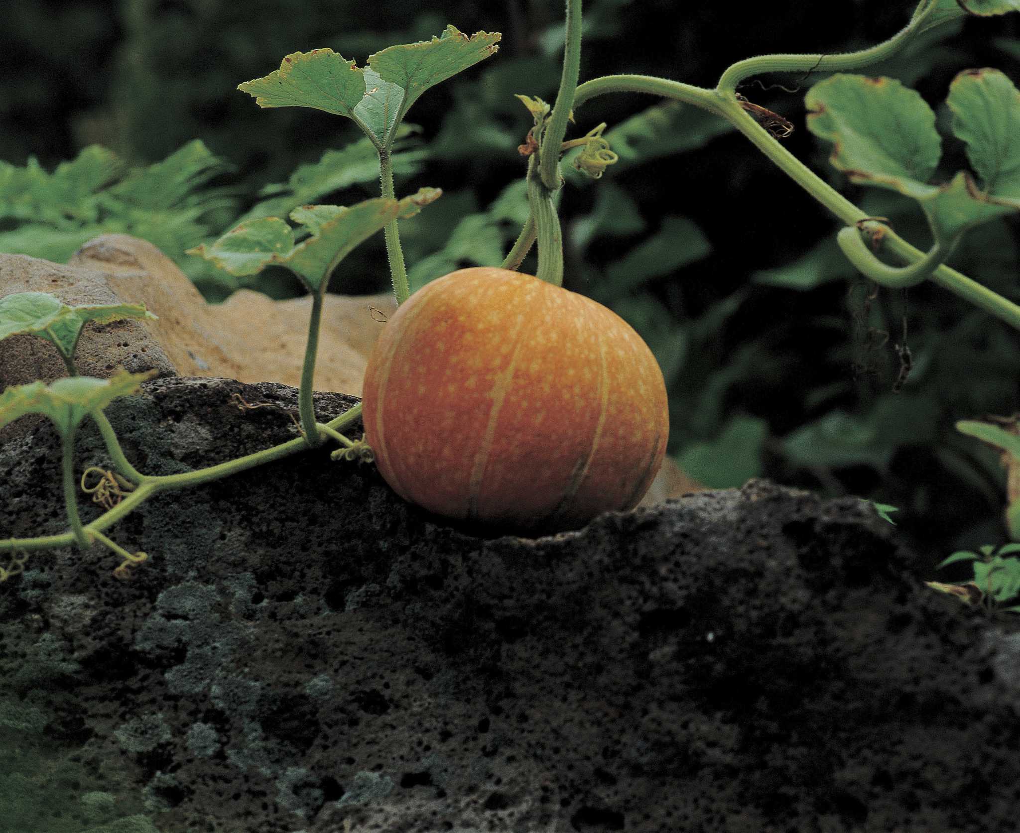 How to Plant Watermelons & Pumpkins Together