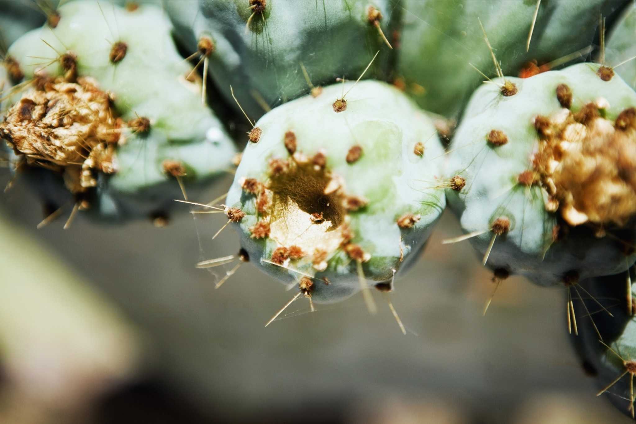 Diseases of Succulents