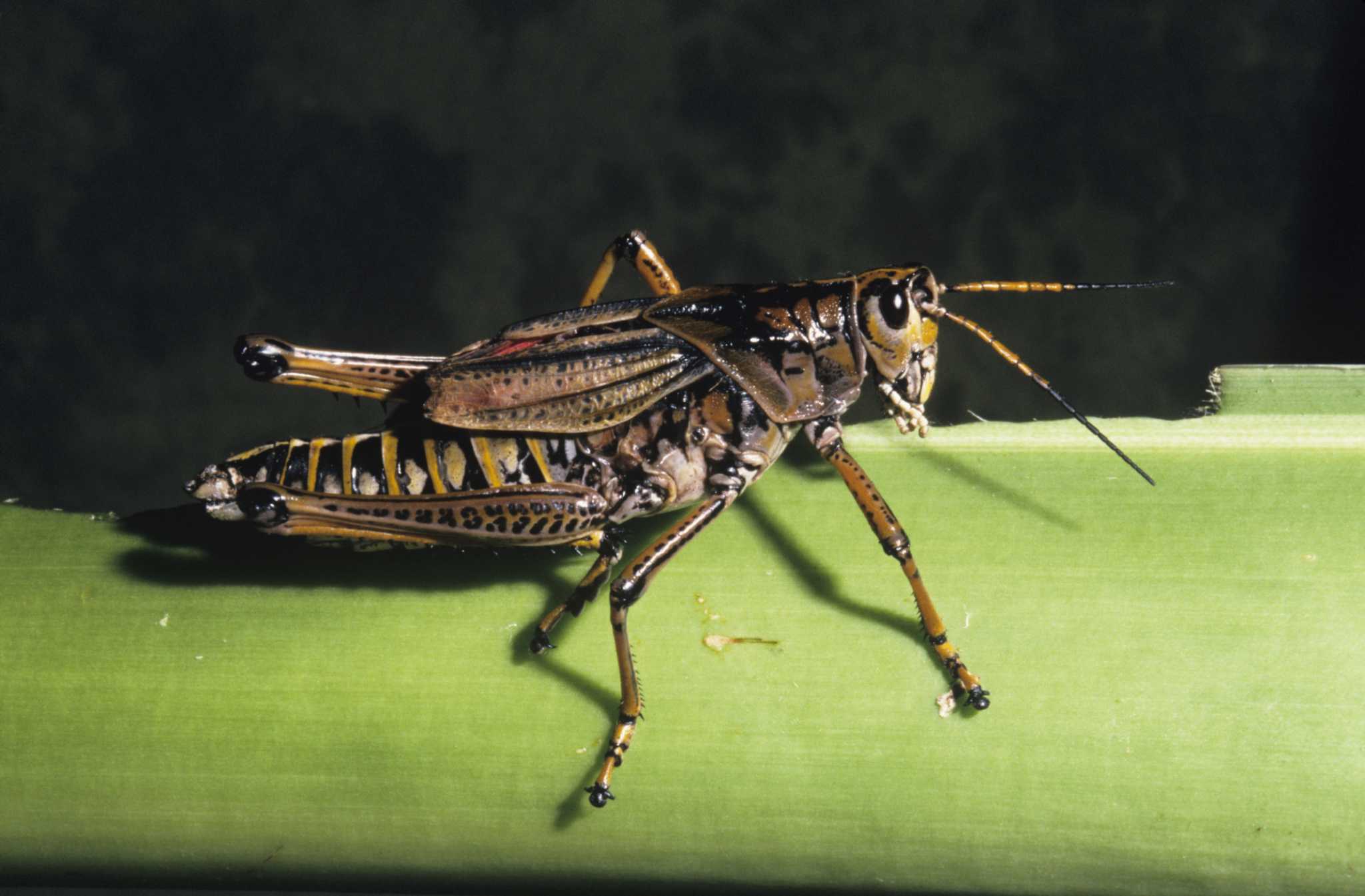 Plant Damage From Grasshoppers