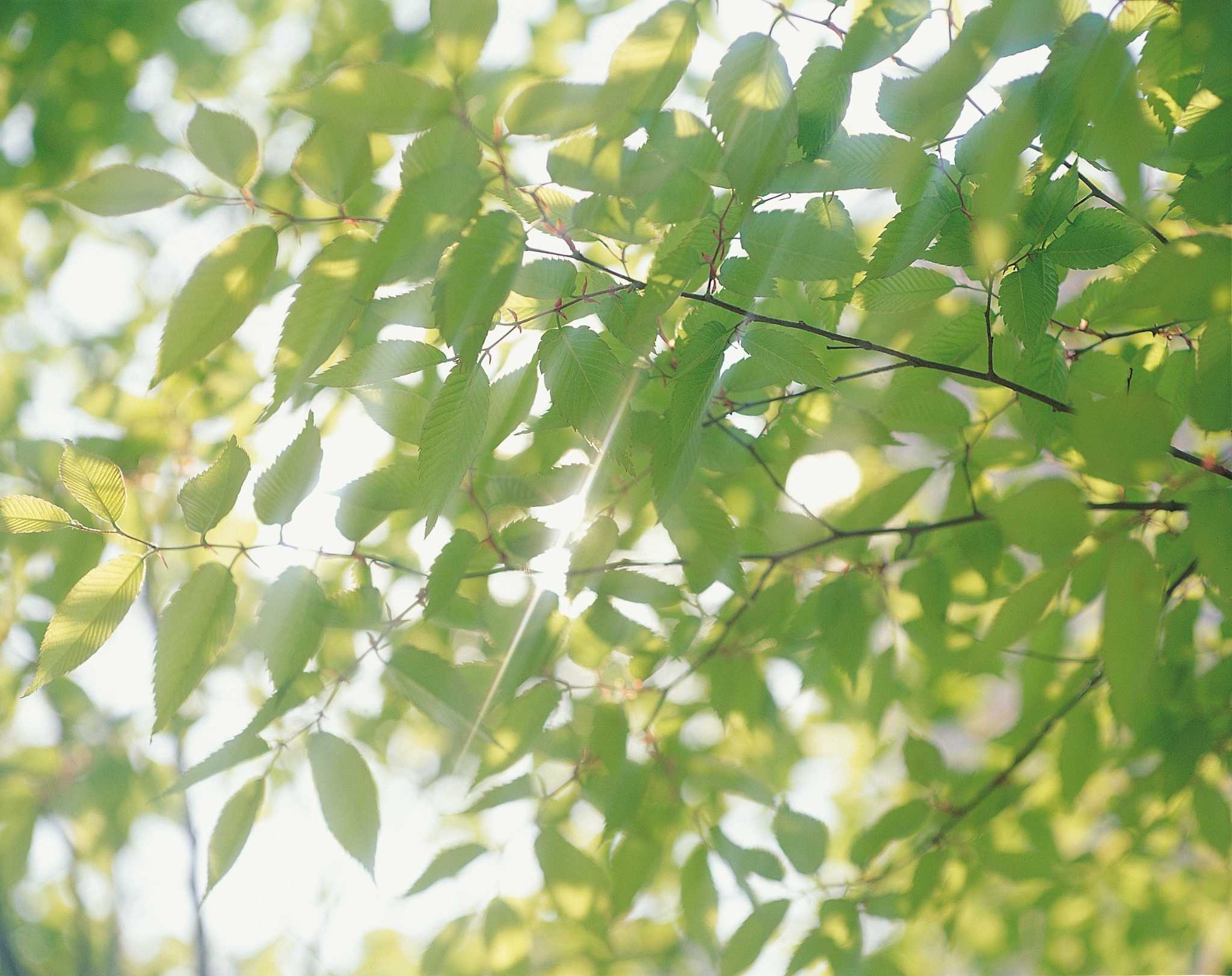 10- to 20-Foot Shade Trees