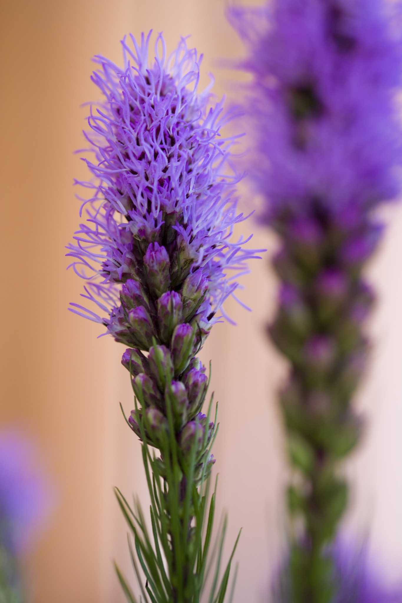 How to Grow a Star of David Plant