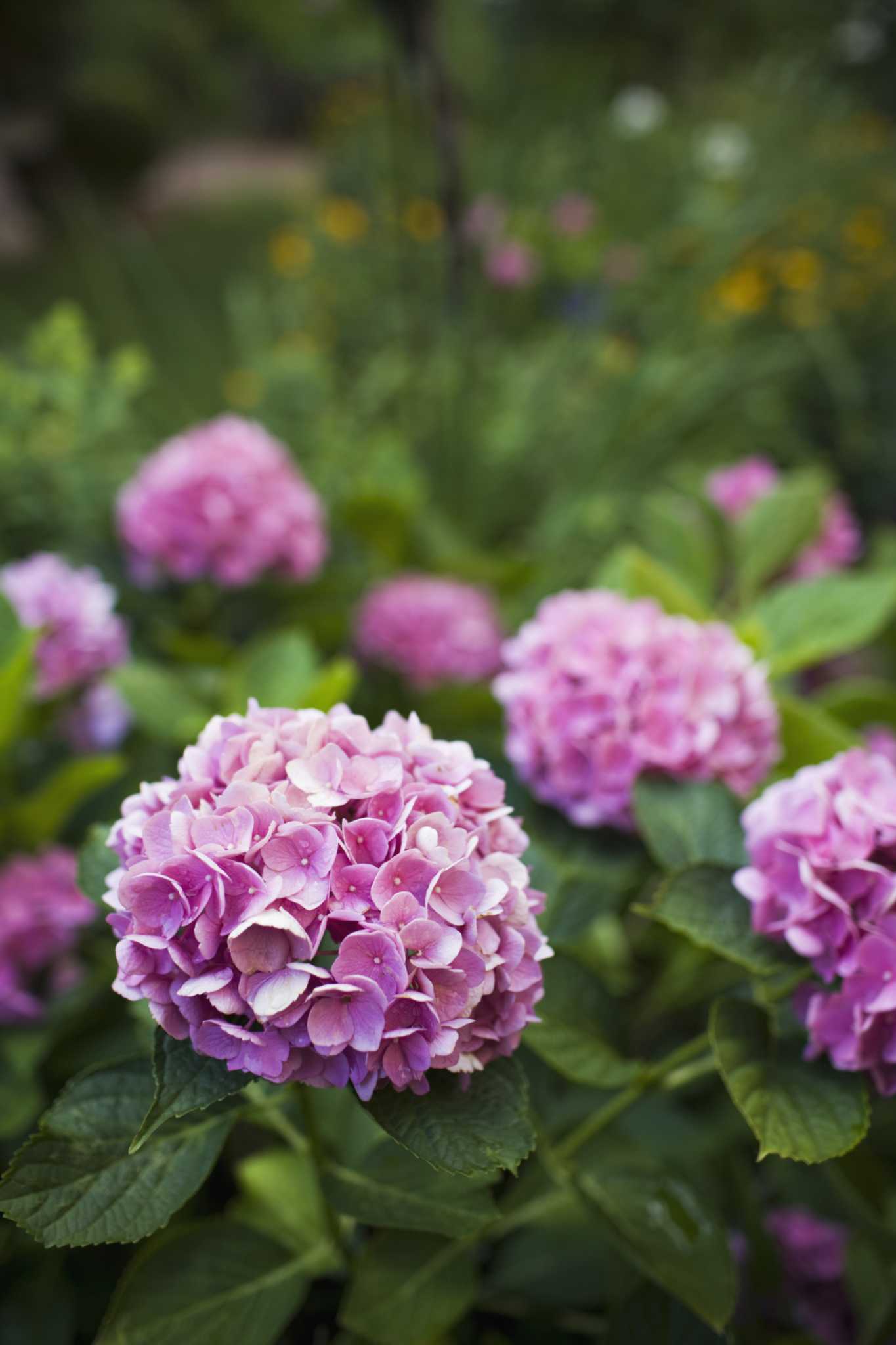 Twist-n-Shout® Hydrangea 101: Planting, Care, and Inspiration